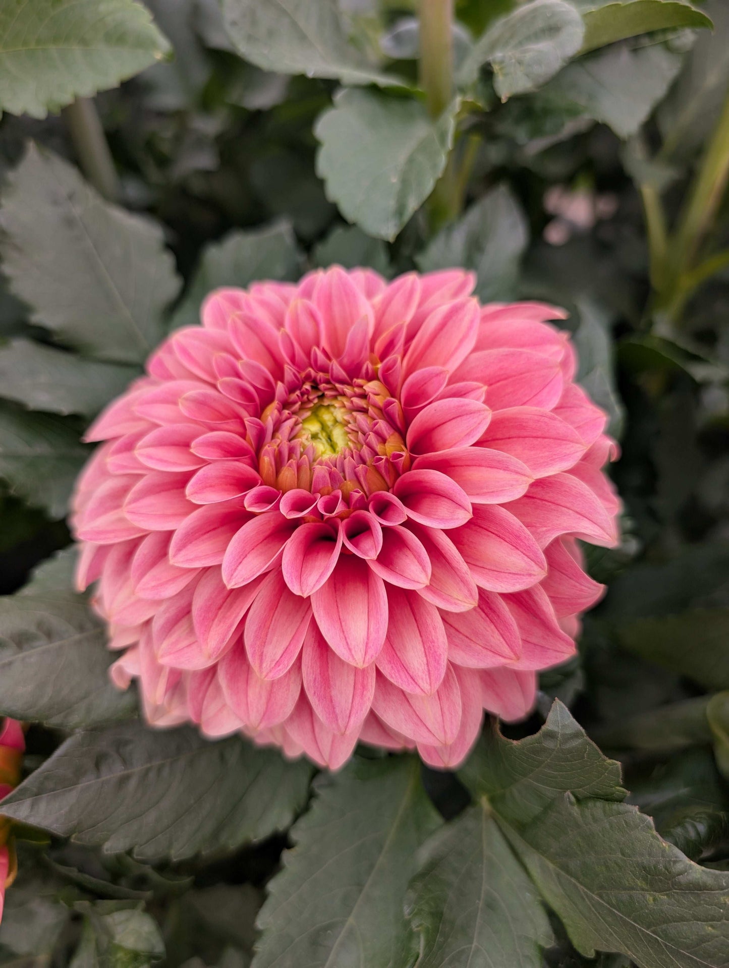 Guava (Rooted Cutting)