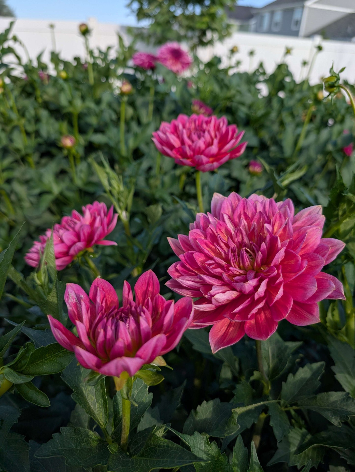 Hollyhill Daydream (Rooted Cutting)