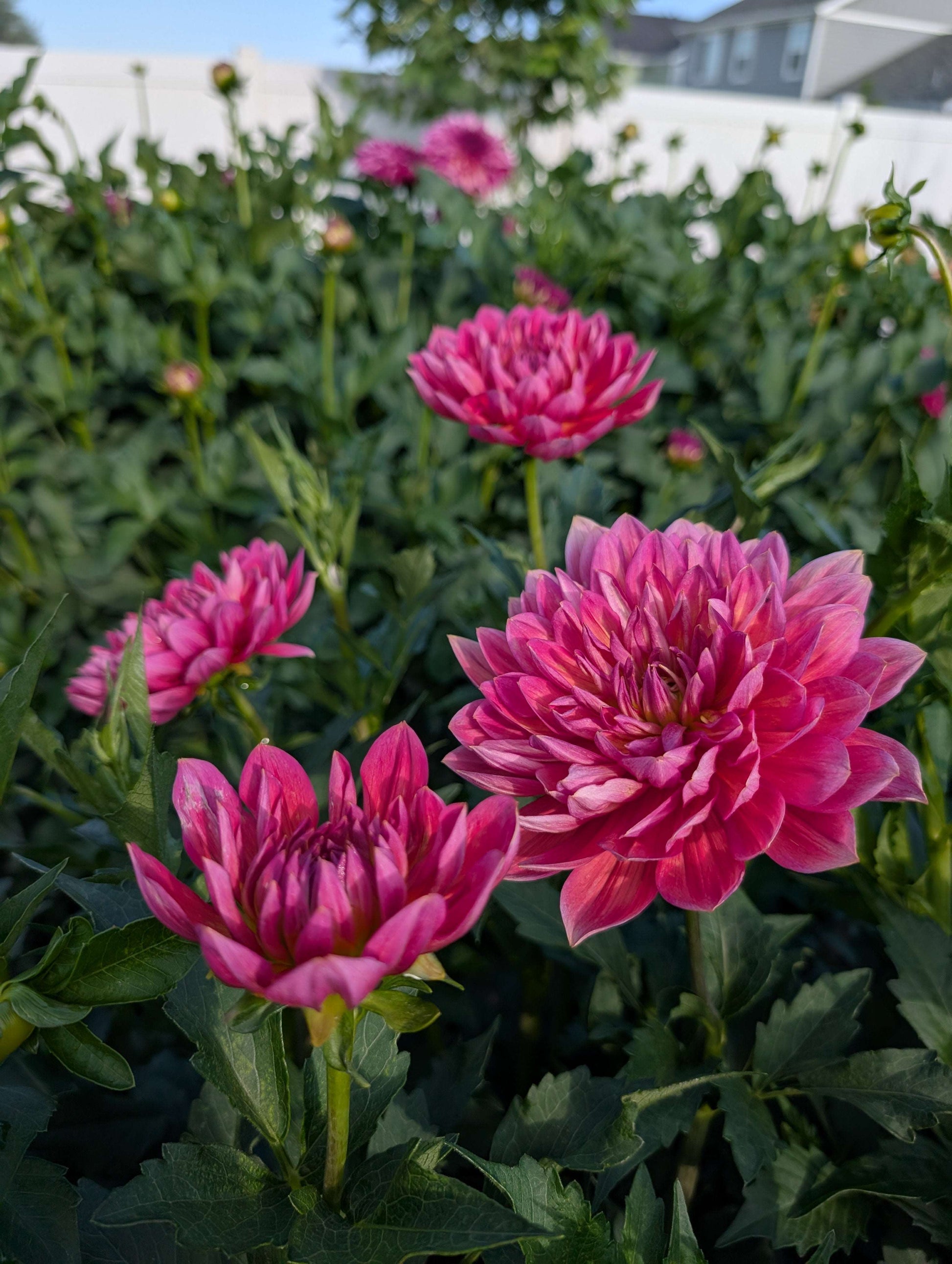 Hollyhill Daydream (Rooted Cutting)