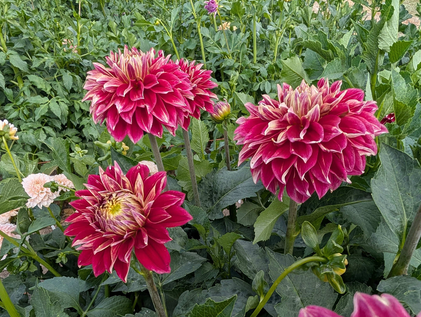 Hapet Cinderella (Rooted Cuttings)