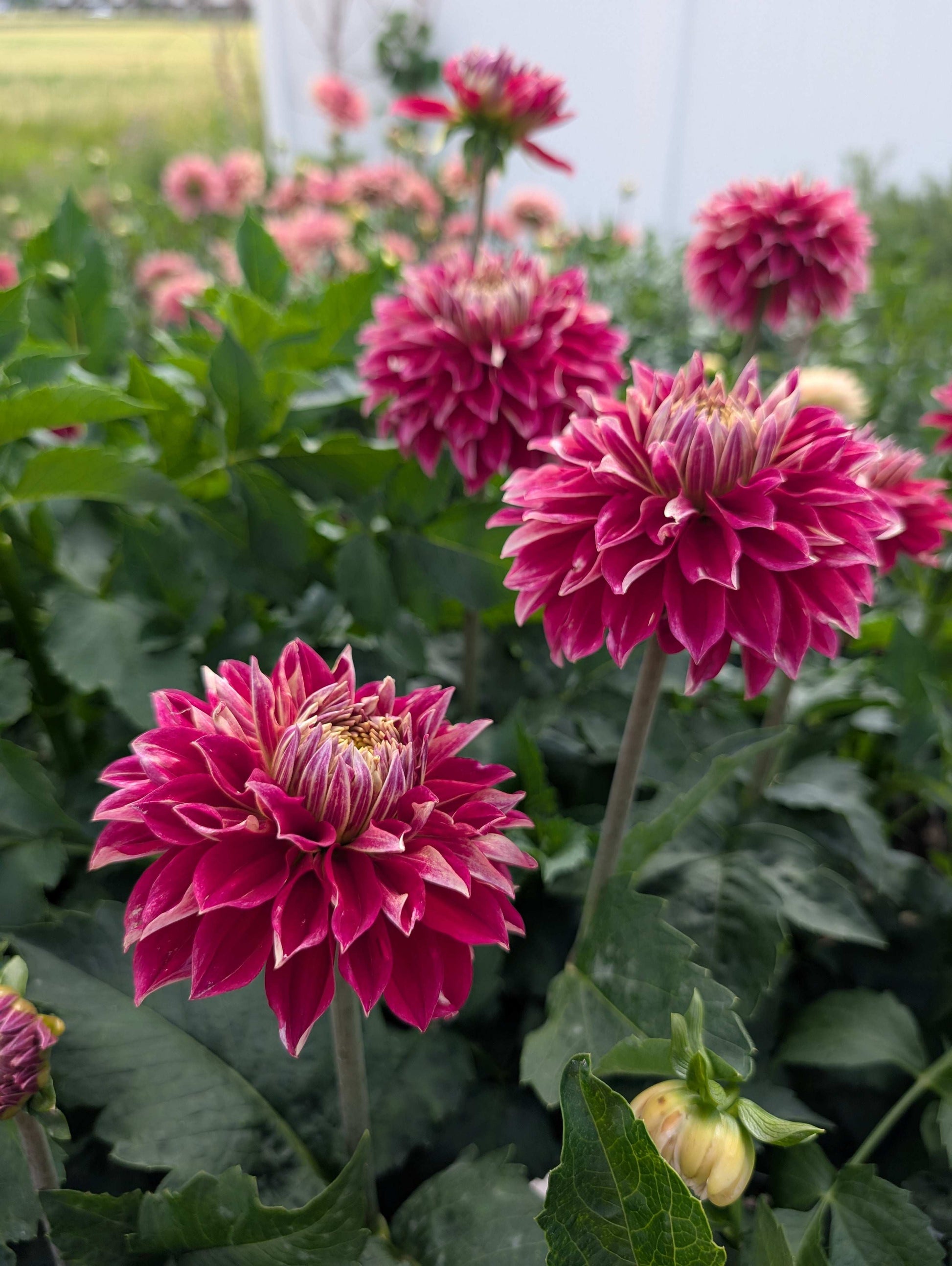 Hapet Cinderella (Rooted Cuttings)