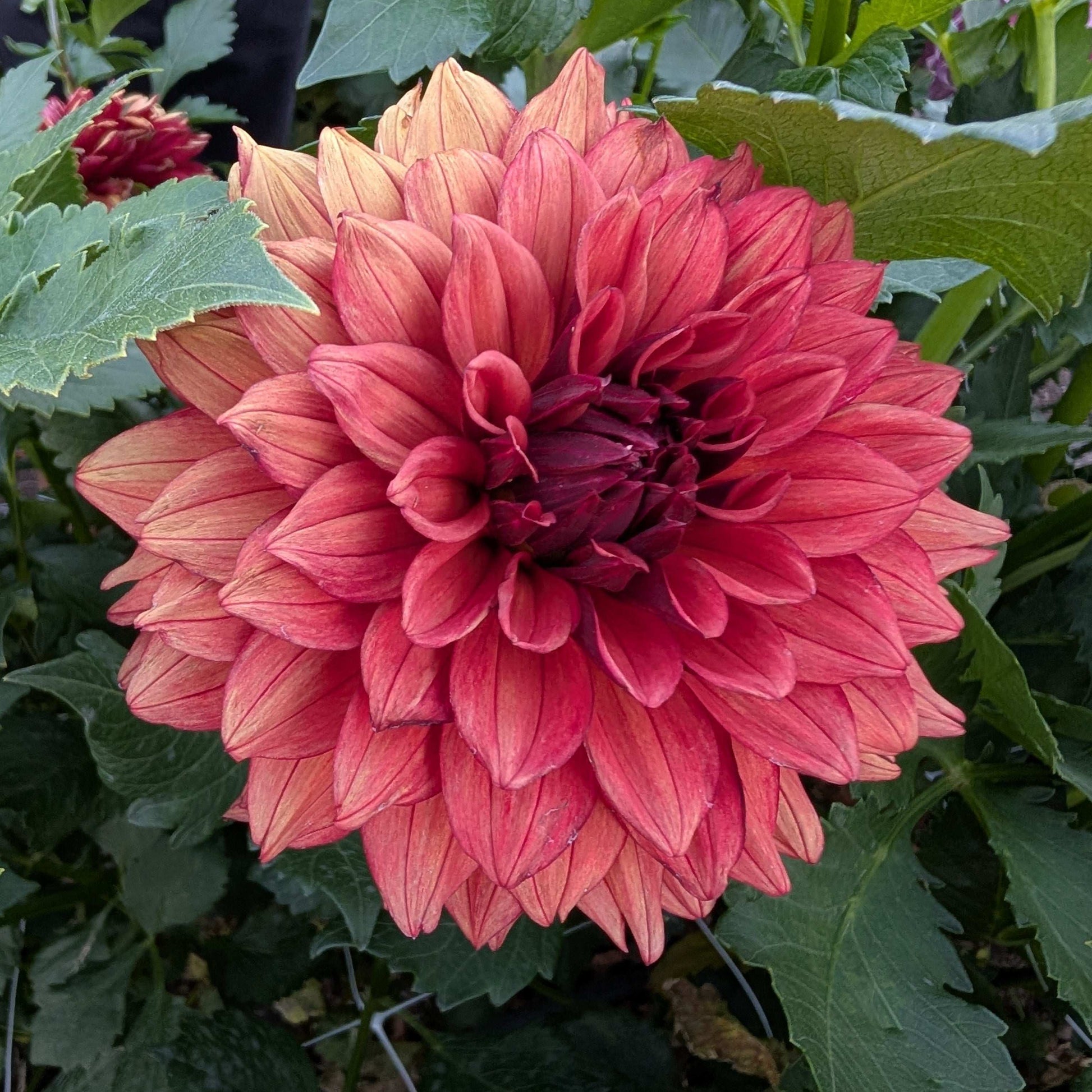 Misses Miley (Rooted Cutting)