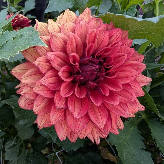 Misses Miley (Rooted Cutting)