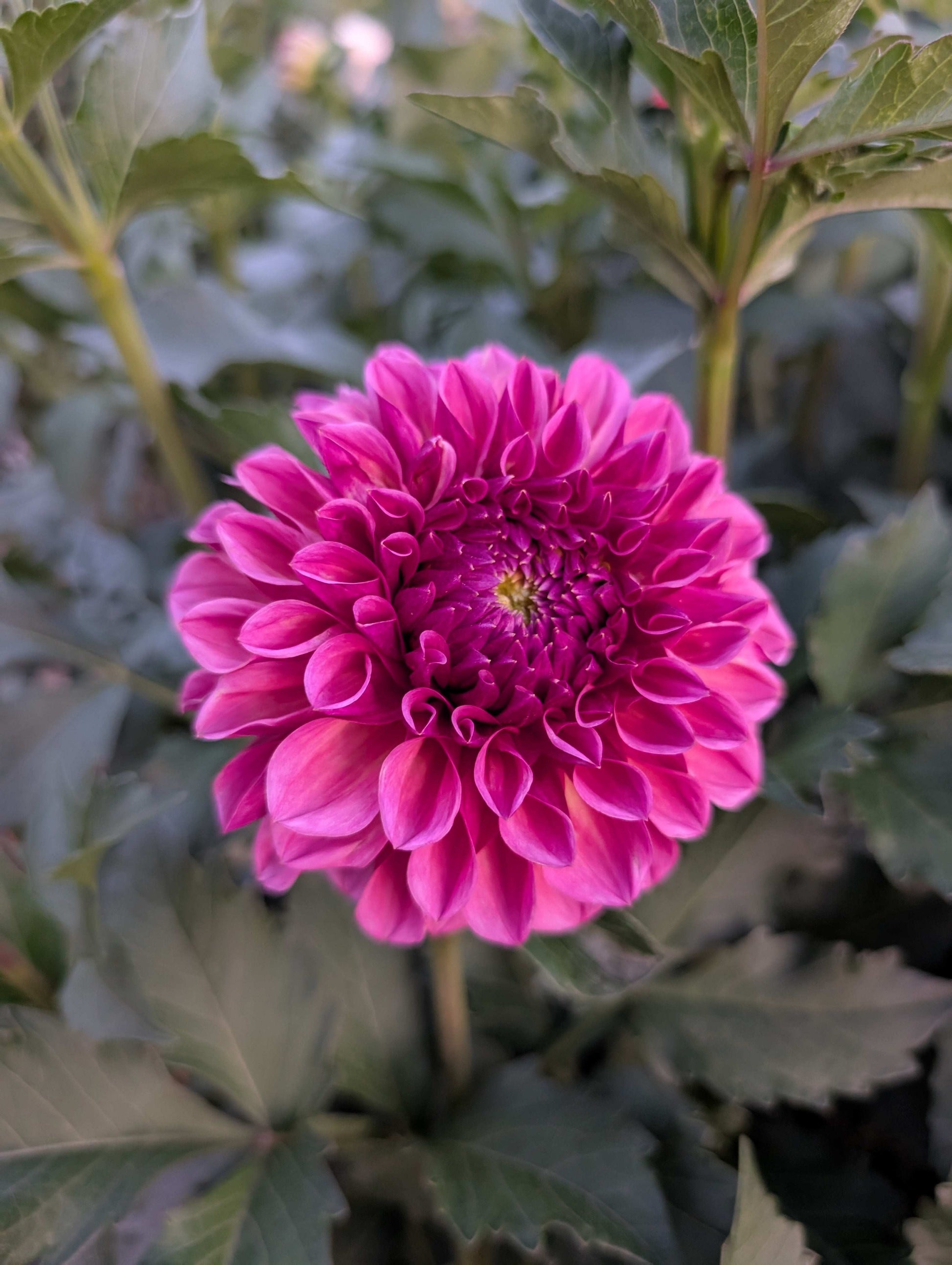 RM Berry Kiss (Rooted Cuttings)