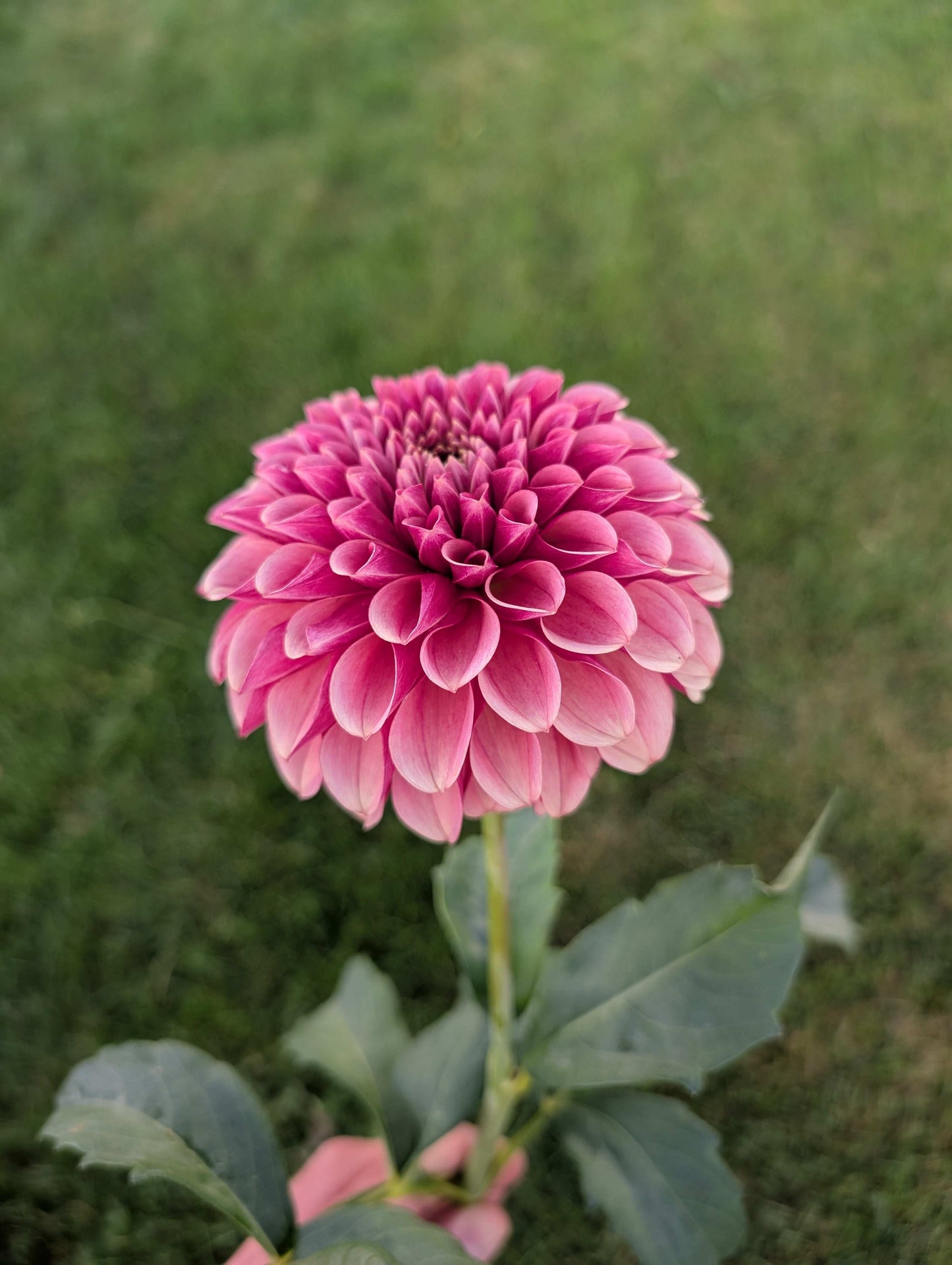 Levi's Blood Moon (Rooted Cuttings)