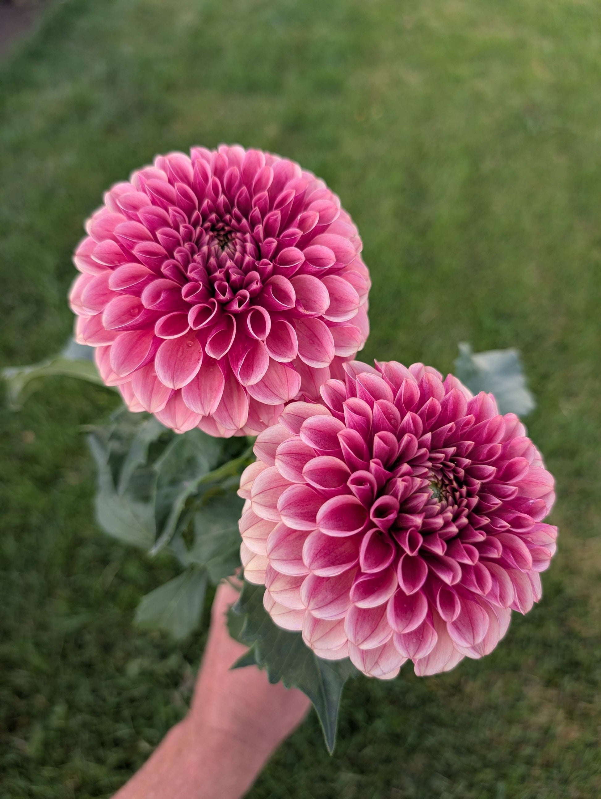 Levi's Blood Moon (Rooted Cuttings)