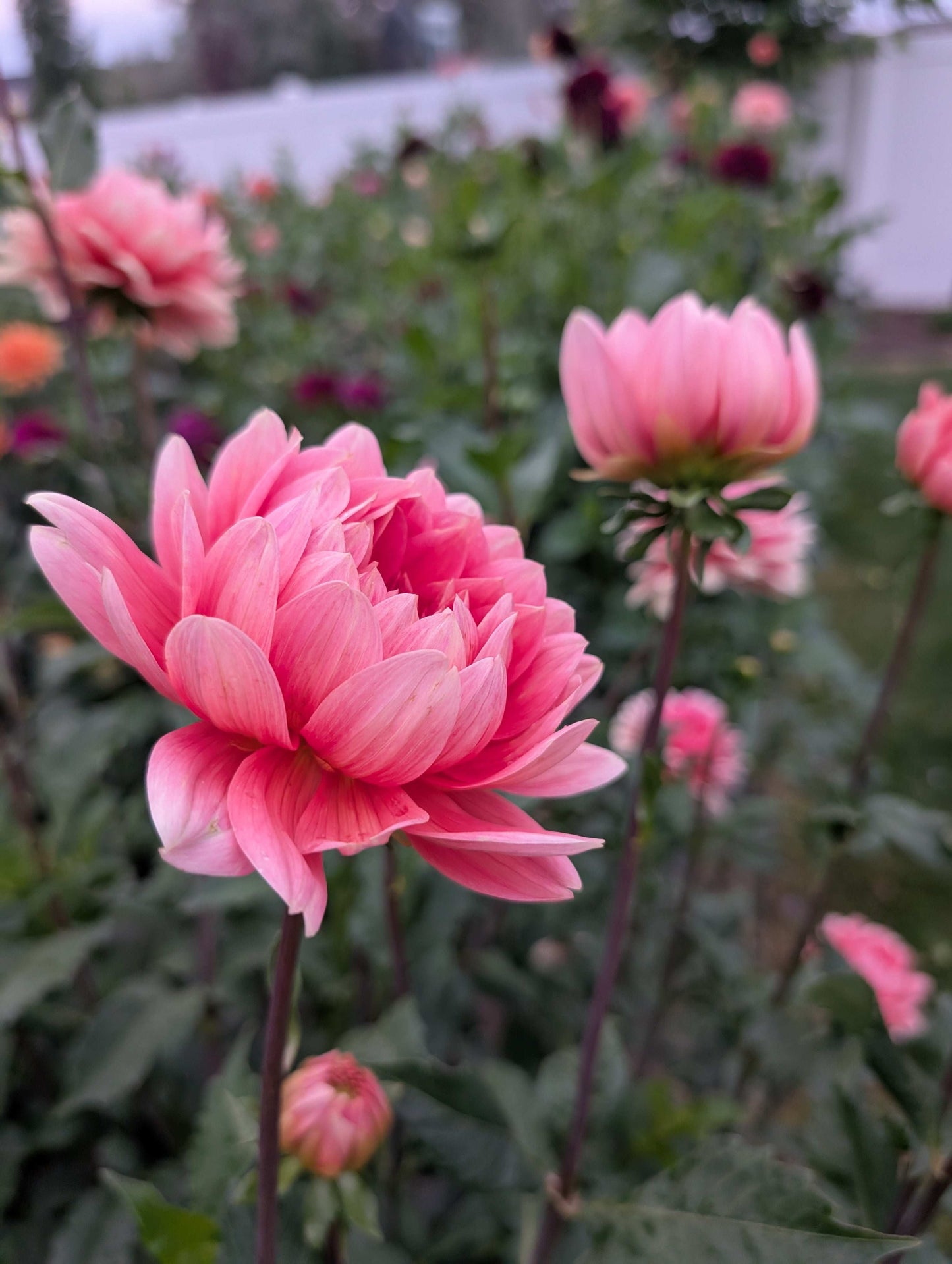 Carolina Wagemans (Rooted Cuttings)