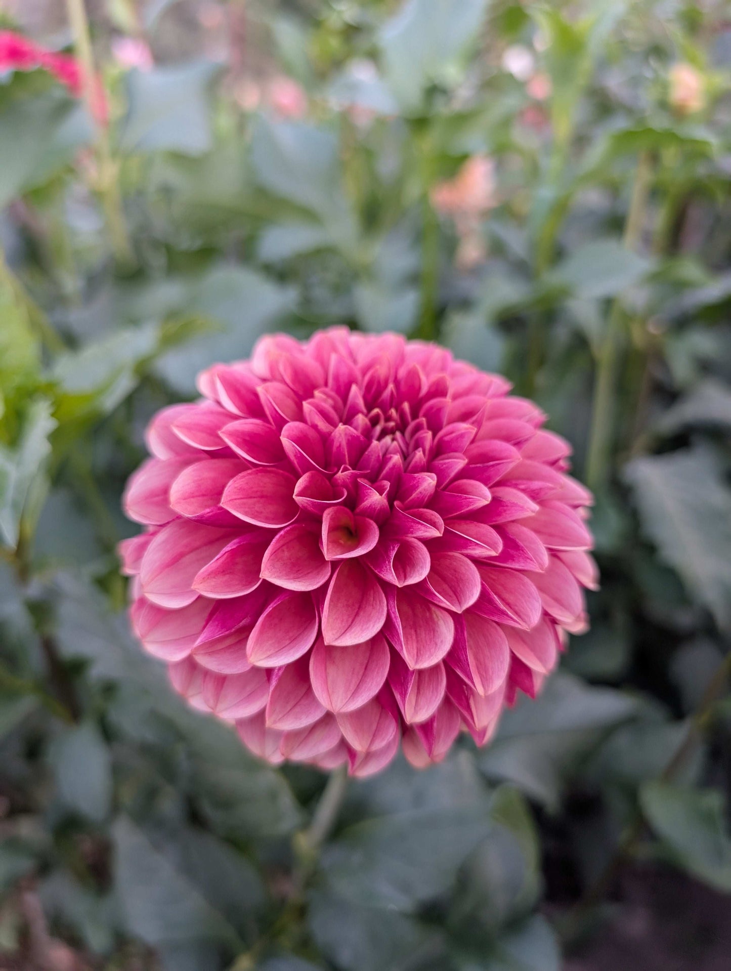 Levi's Blood Moon (Rooted Cuttings)