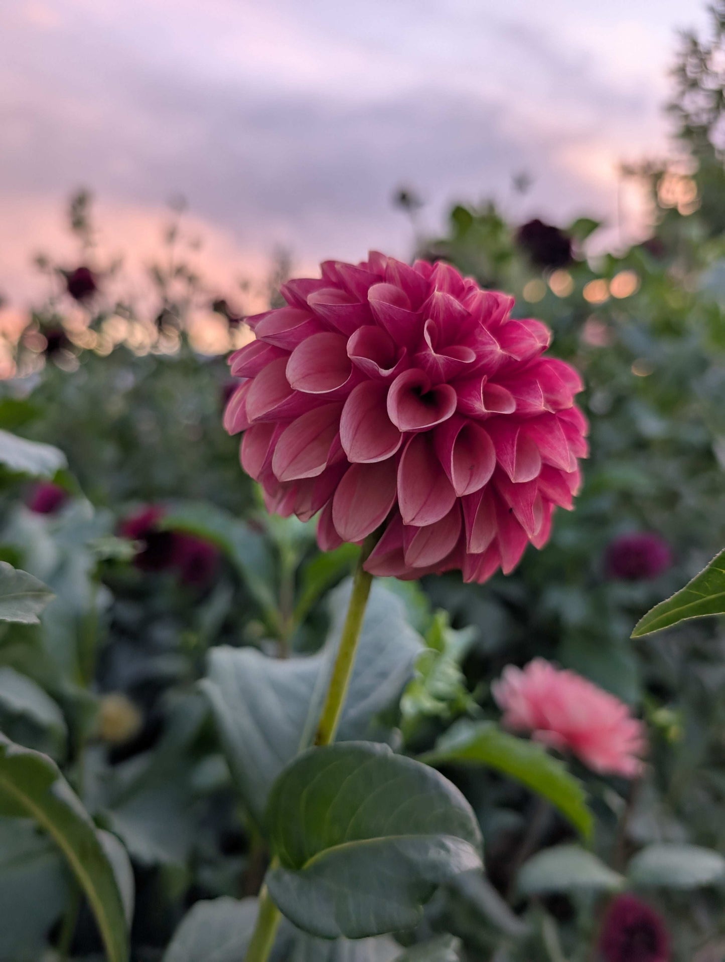 Levi's Blood Moon (Rooted Cuttings)