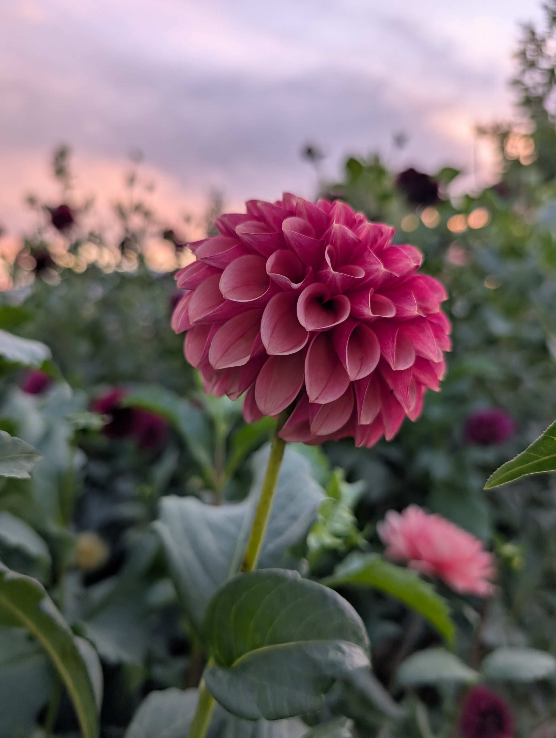 Levi's Blood Moon (Rooted Cuttings)