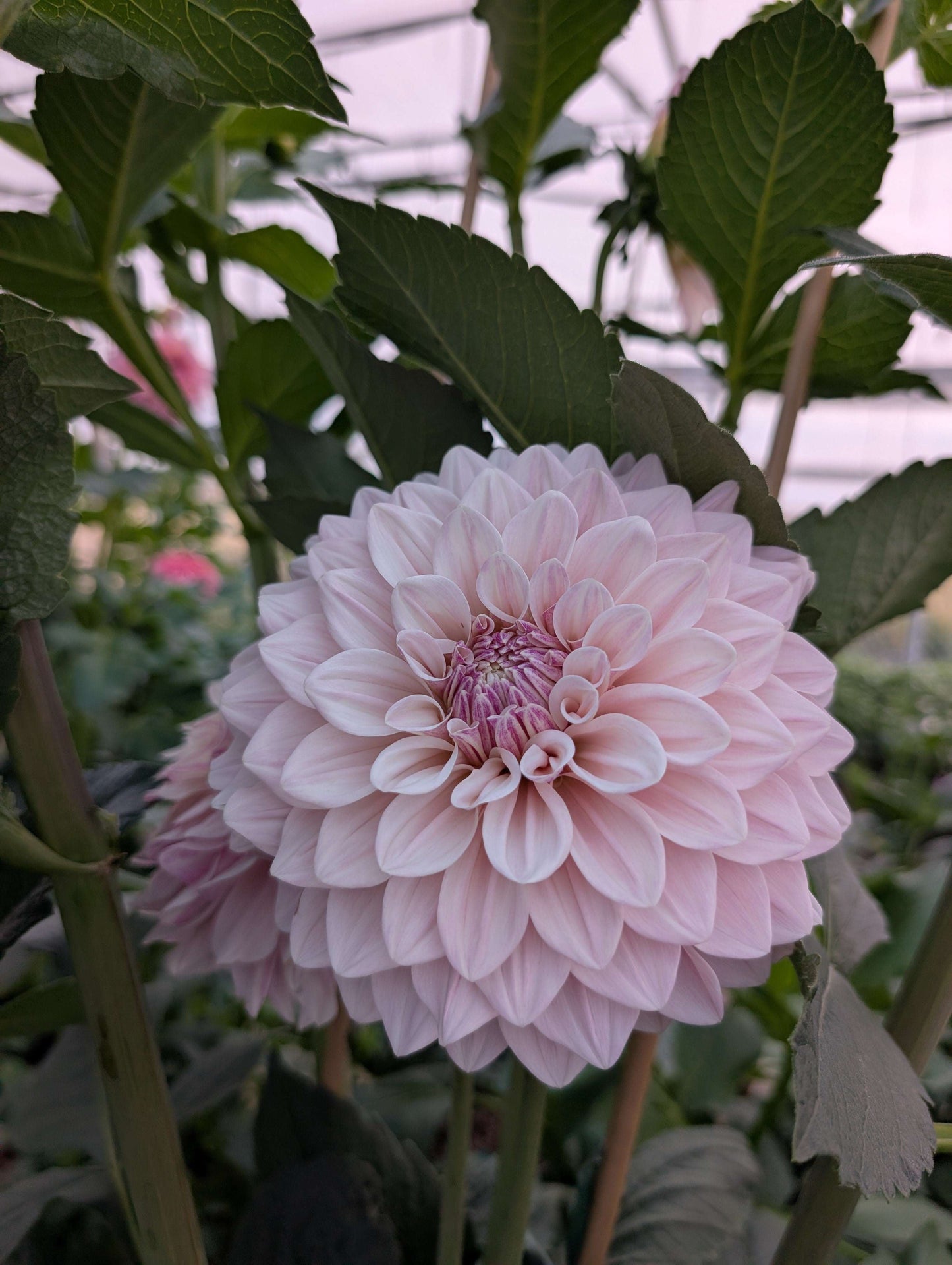 Florelie Antique (Rooted Cutting)