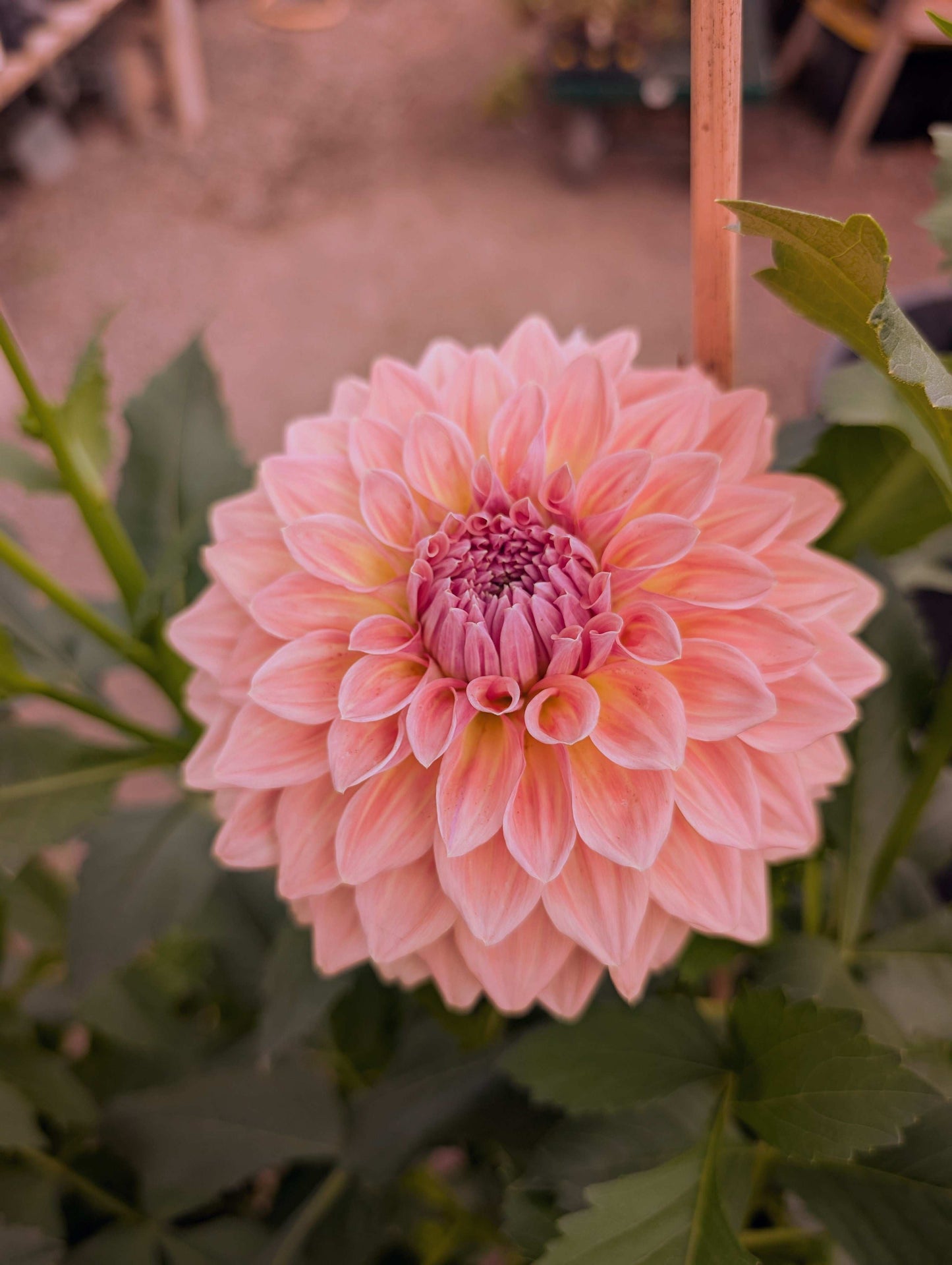 West Coast (Rooted Cuttings)