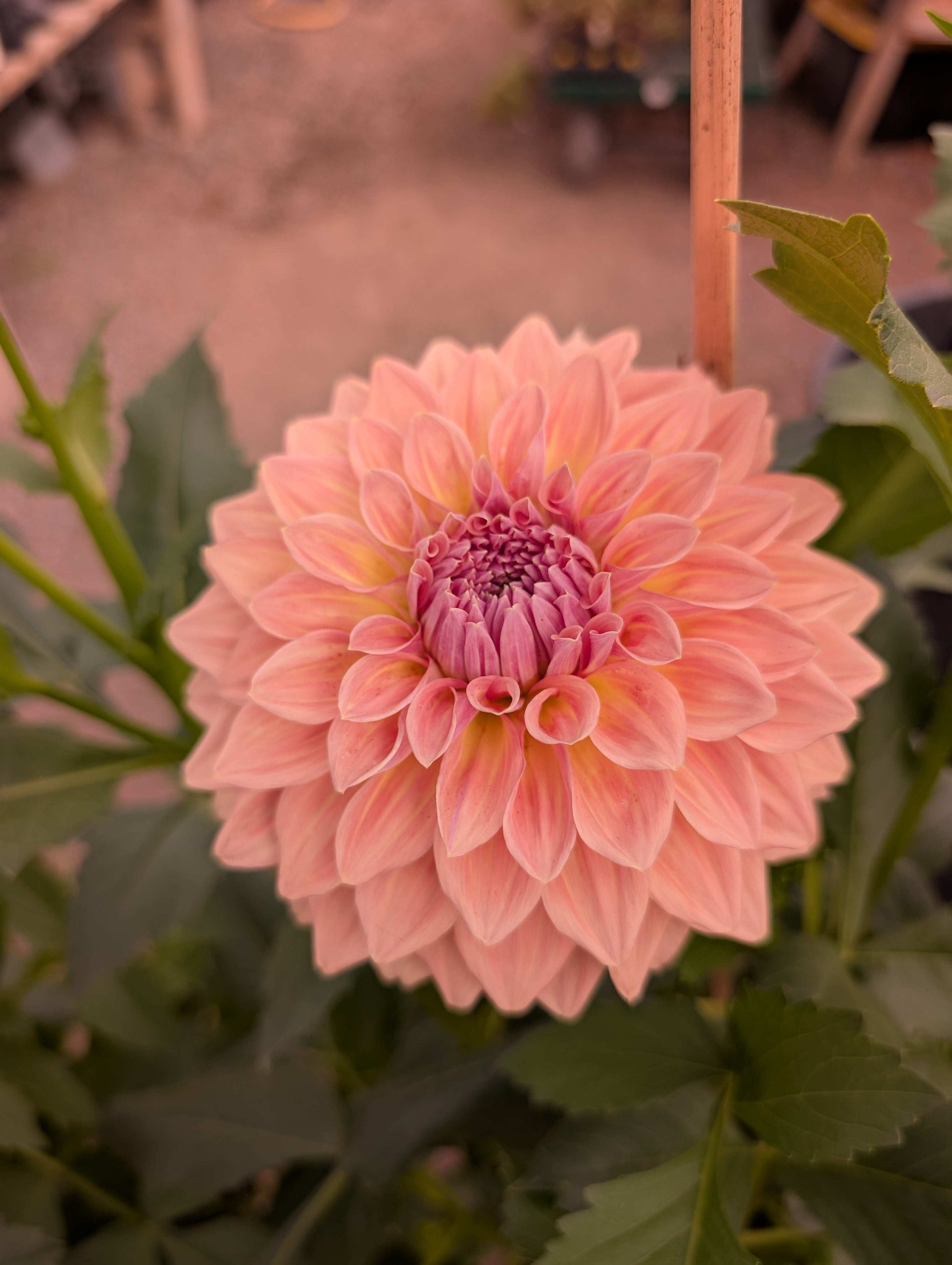 West Coast (Rooted Cuttings)