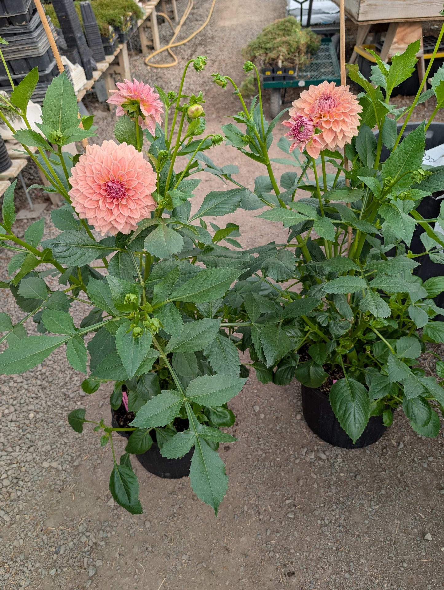 West Coast (Rooted Cuttings)