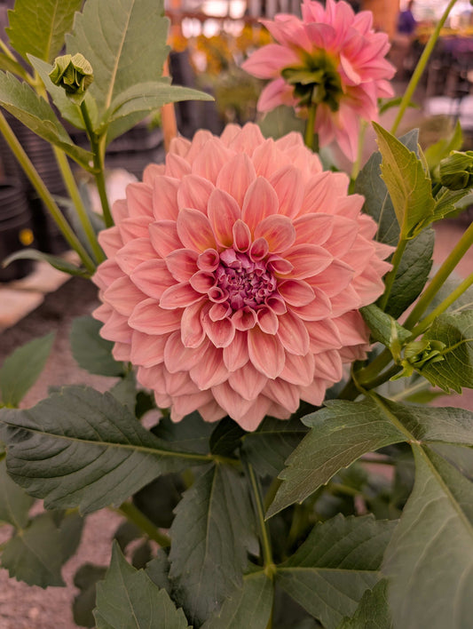 West Coast (Rooted Cuttings)