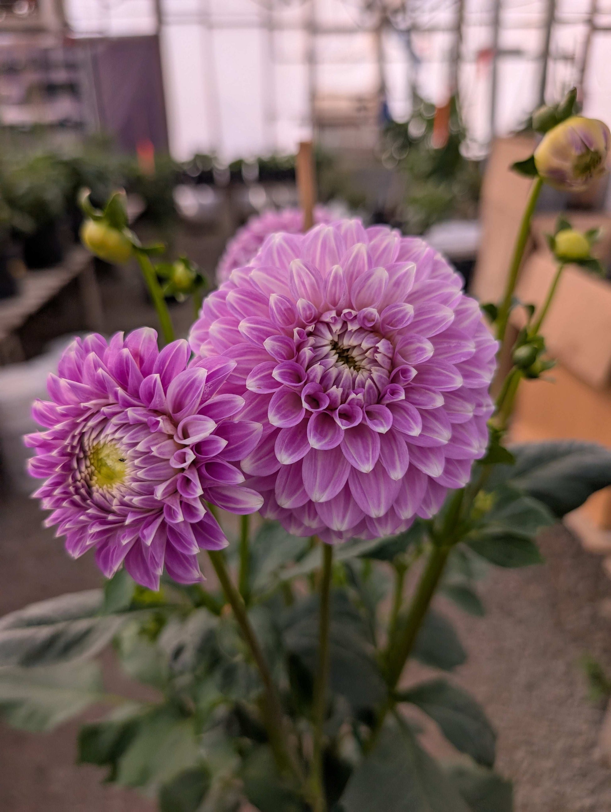 Coorabell Zoe (Rooted Cuttings)