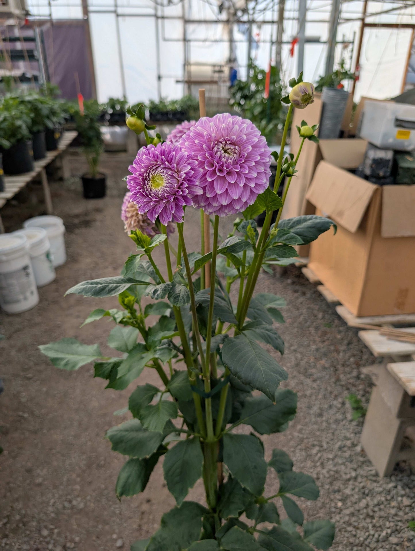 Coorabell Zoe (Rooted Cuttings)