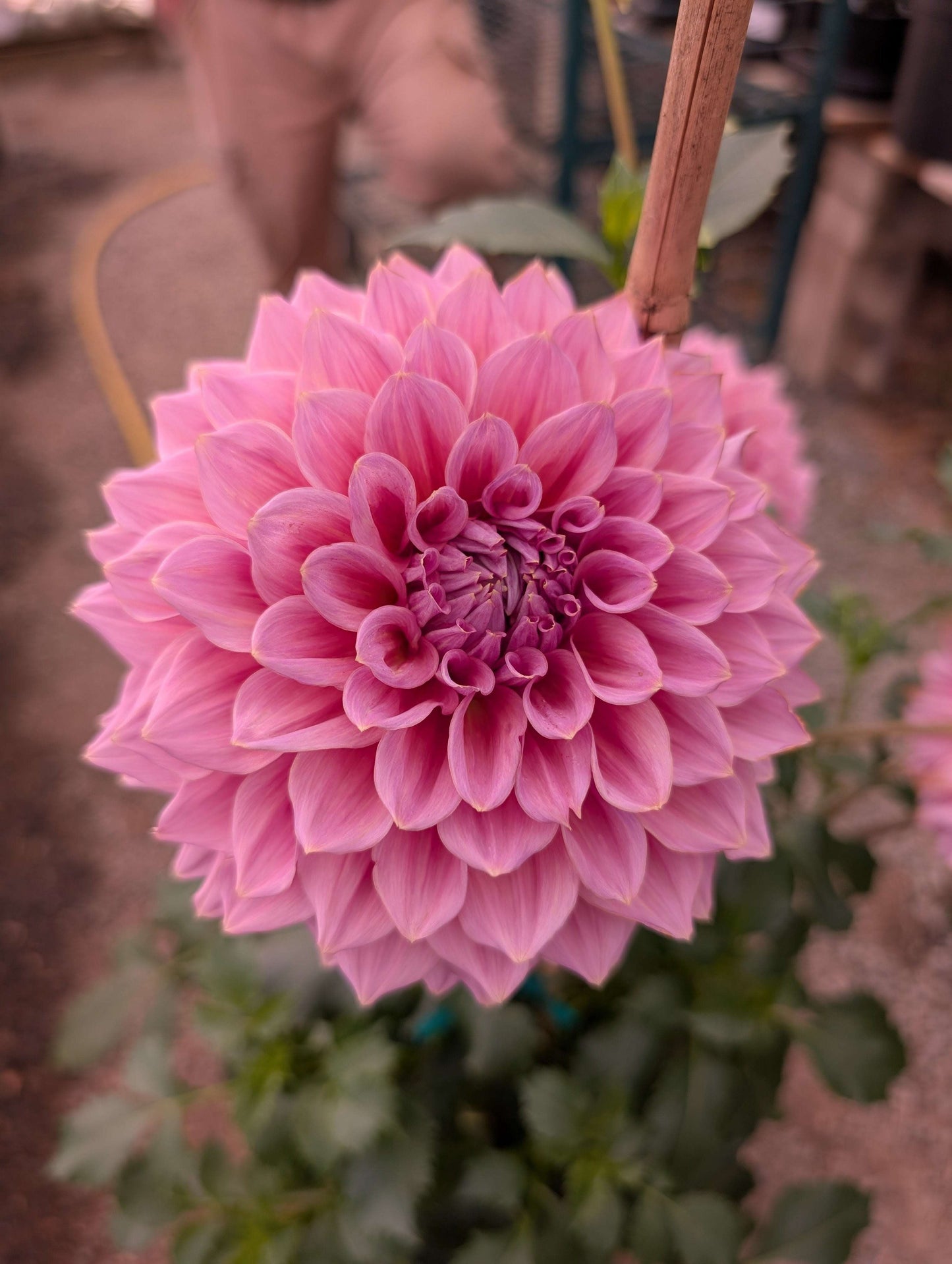 Formby Monarch (Rooted Cutting)