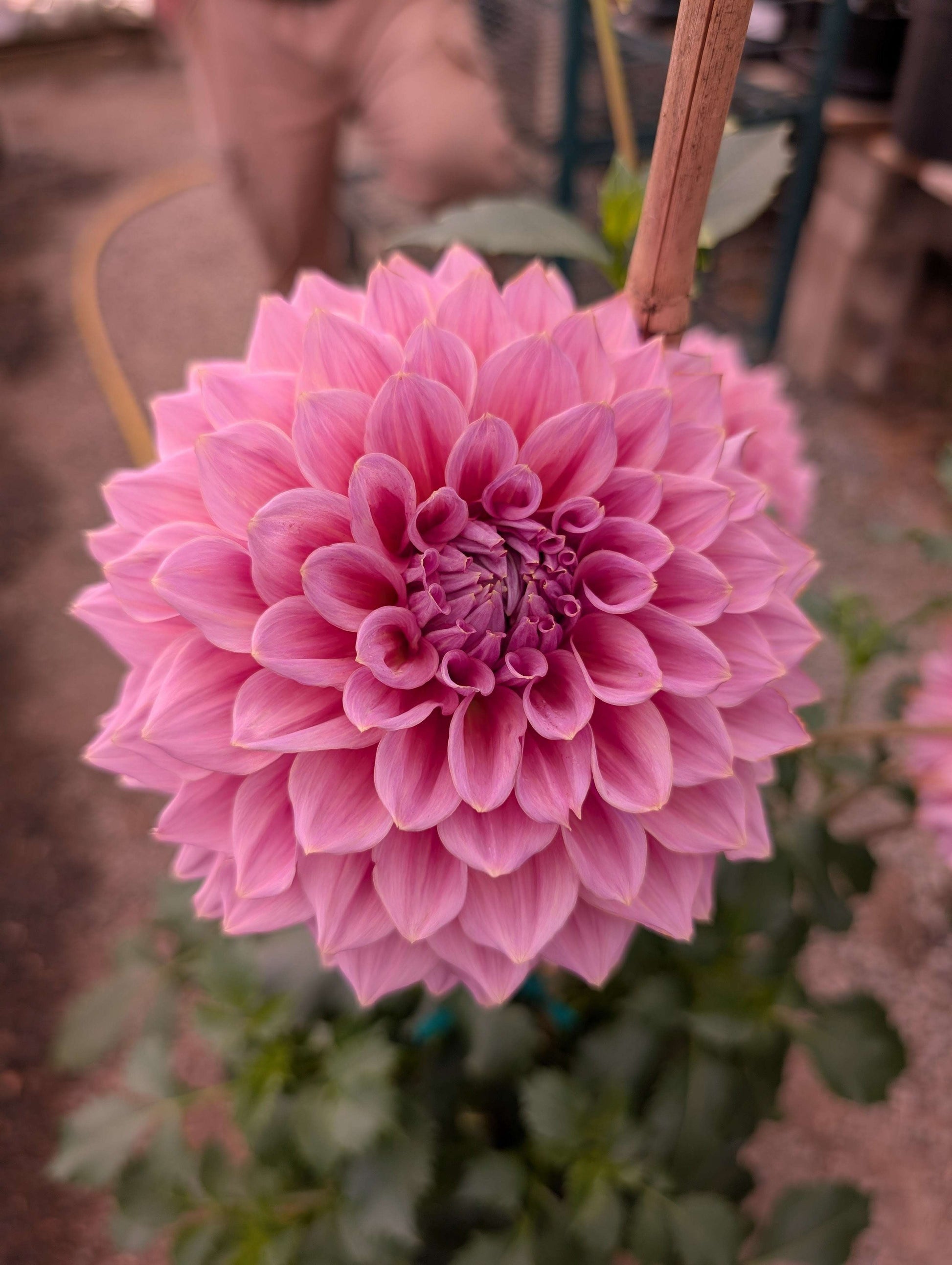 Formby Monarch (Rooted Cutting)