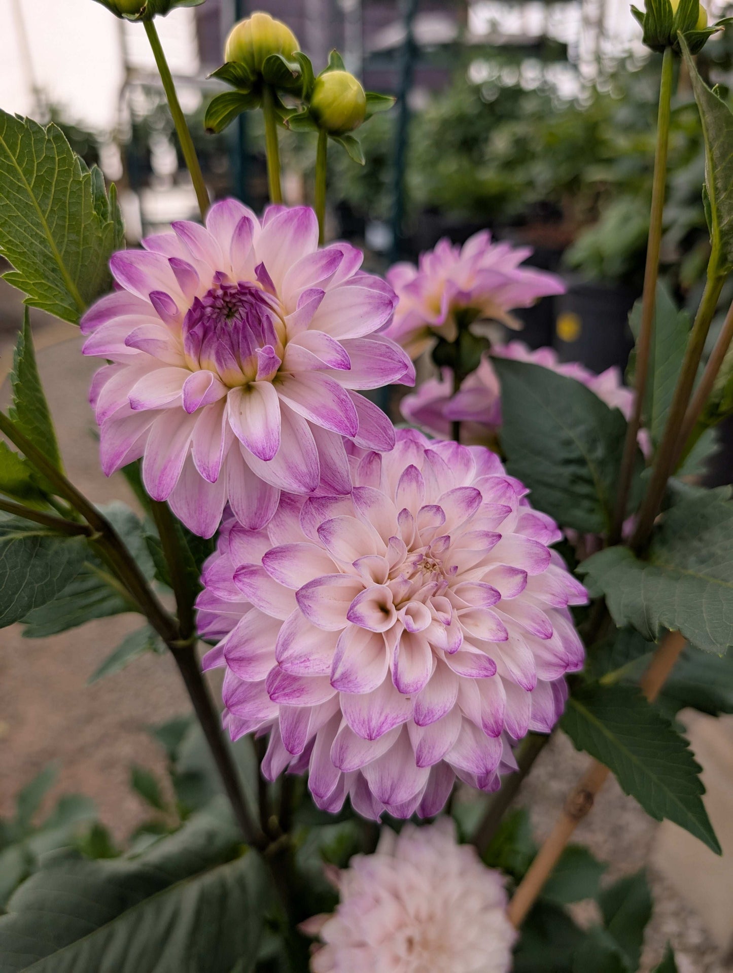 Hapet Rosa Munde (Rooted Cuttings)