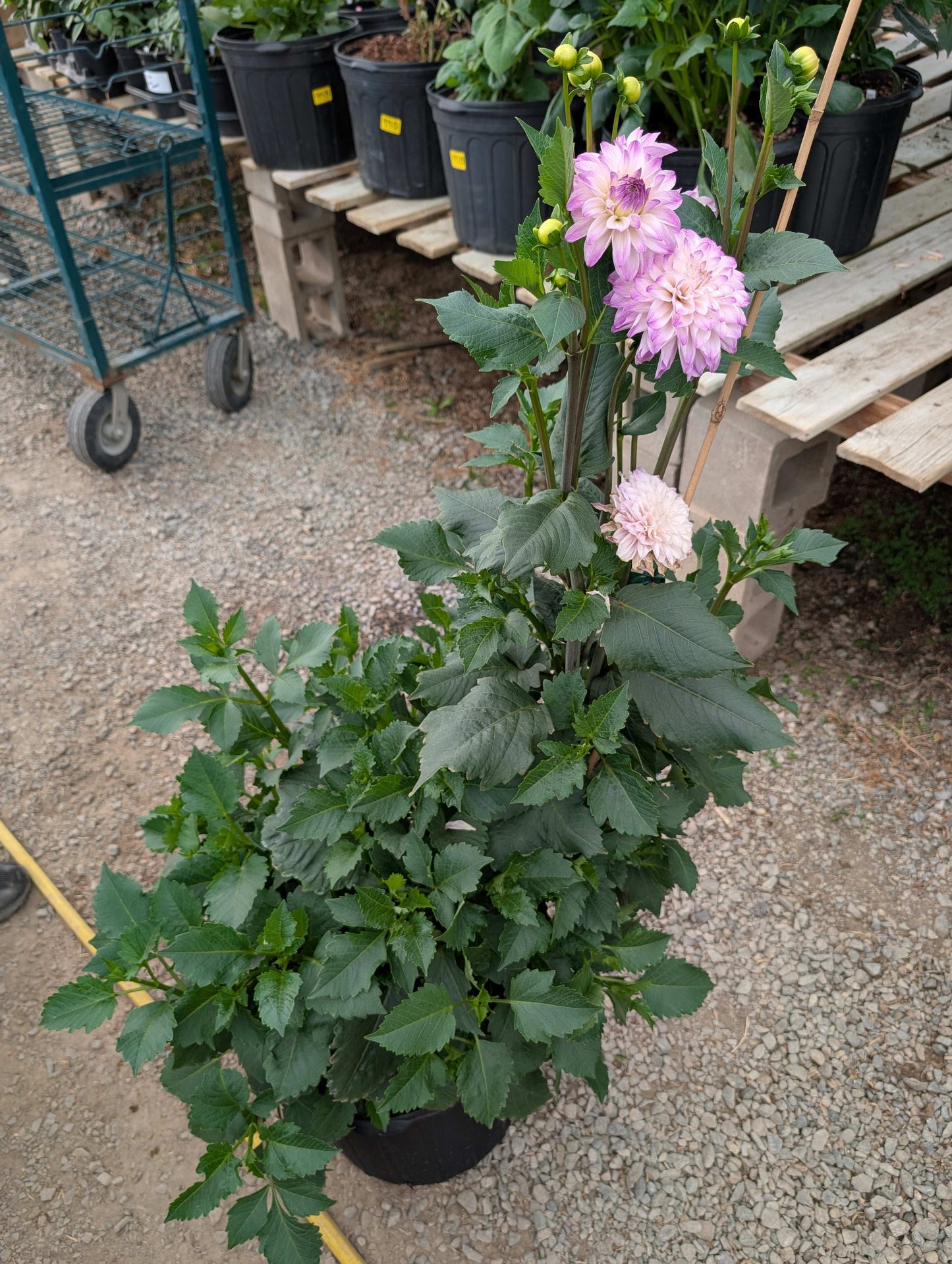 Hapet Rosa Munde (Rooted Cuttings)