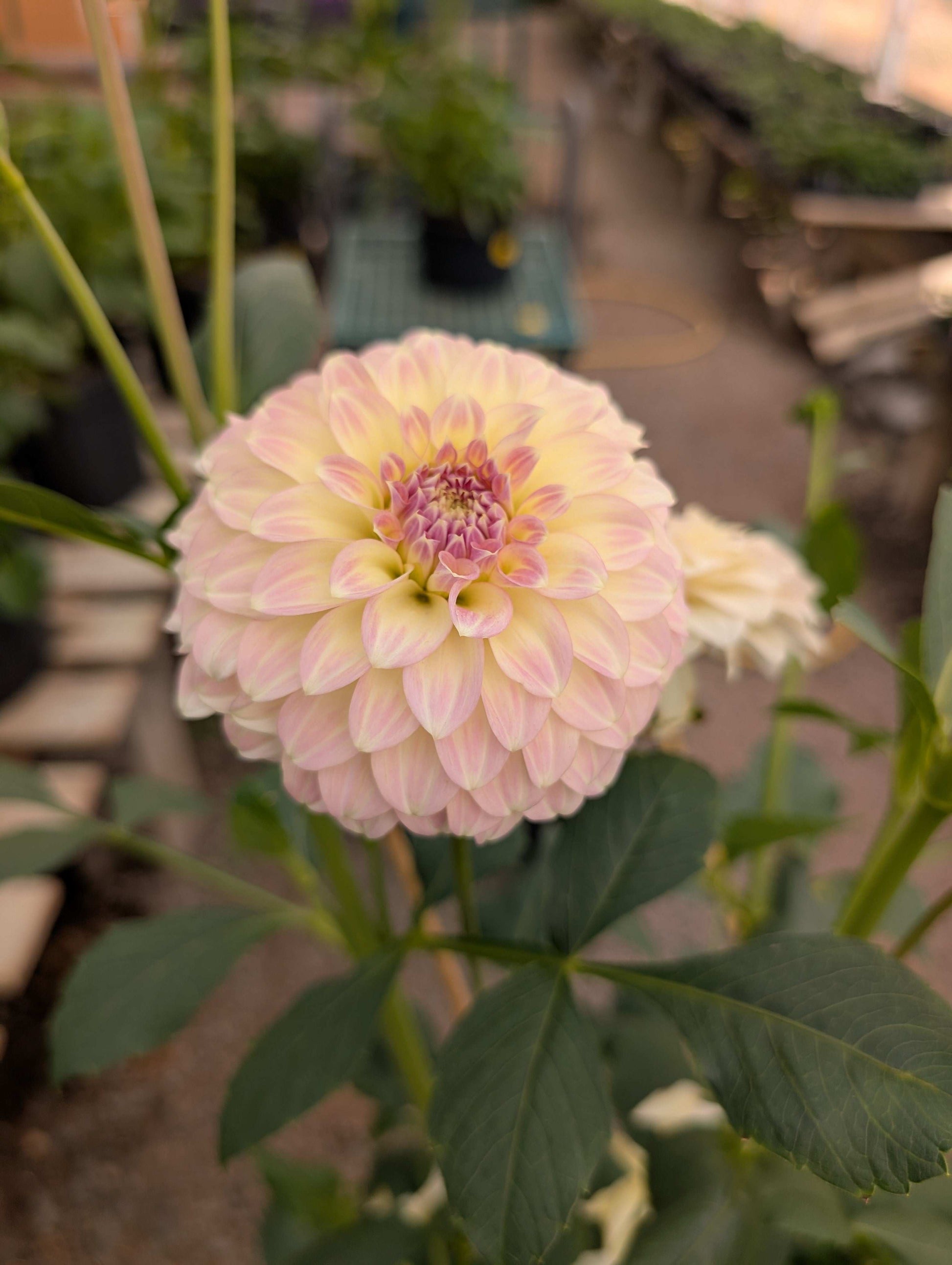 Coorabell Astrid (Rooted Cuttings)