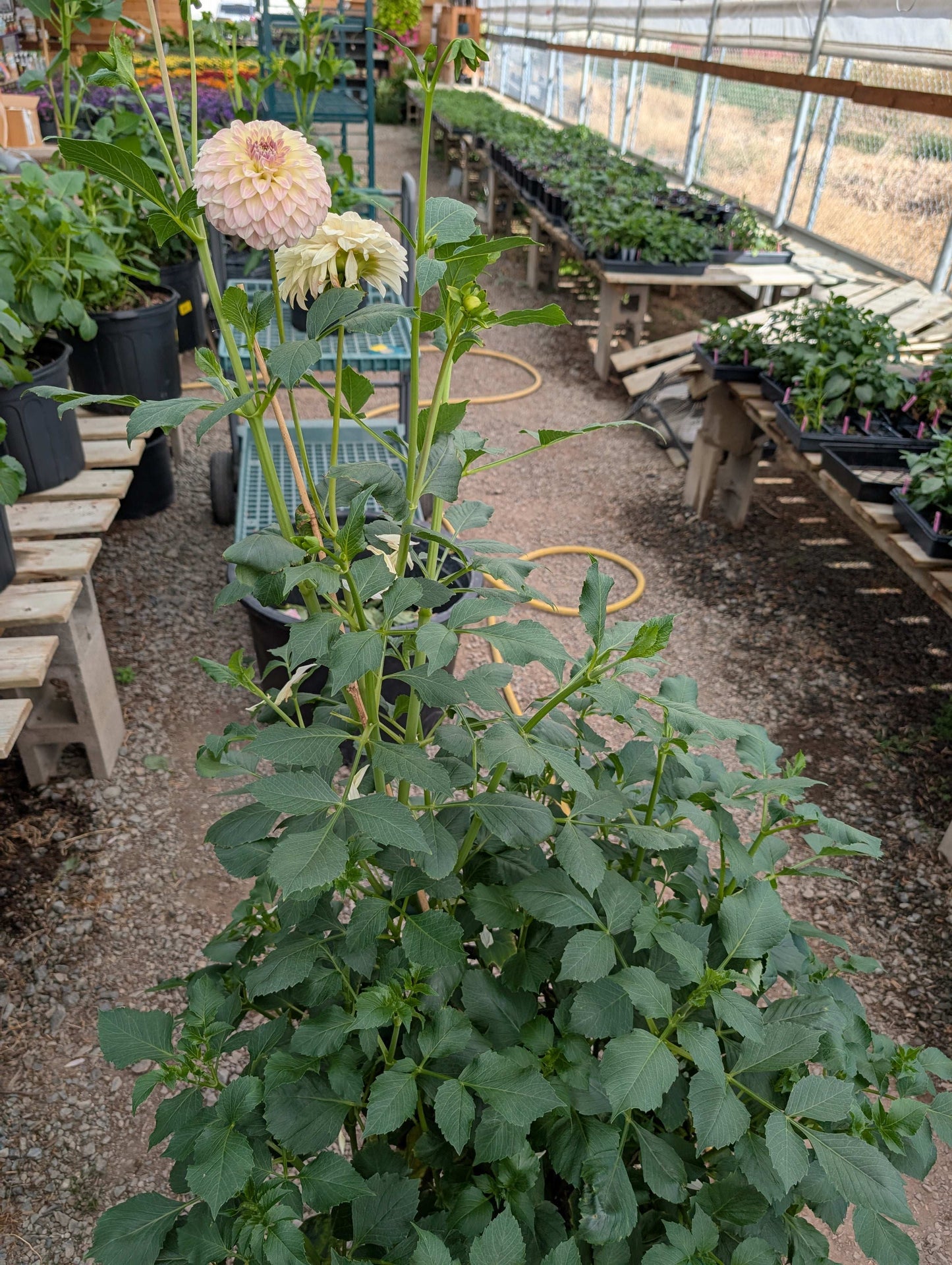 Coorabell Astrid (Rooted Cuttings)