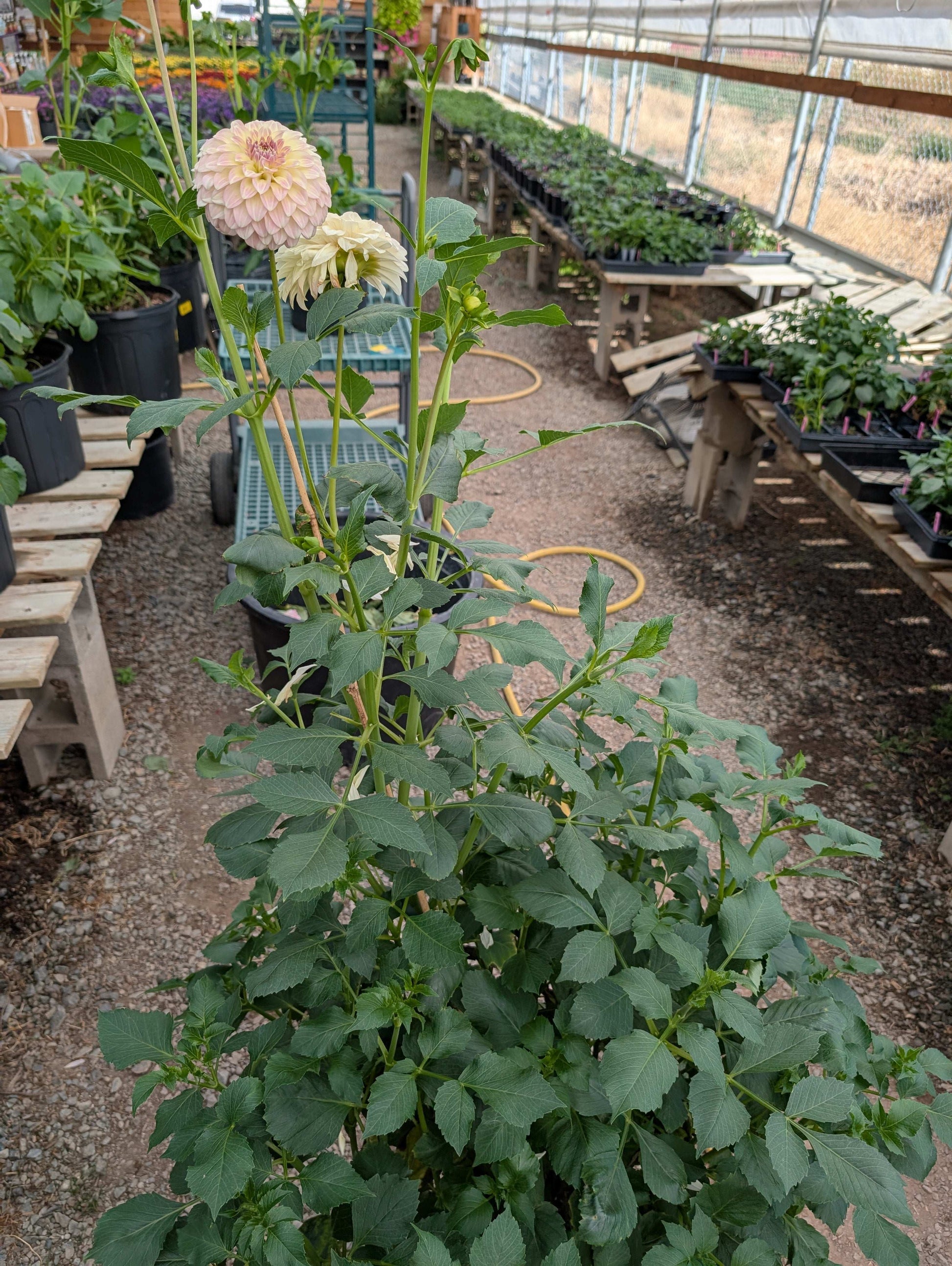 Coorabell Astrid (Rooted Cuttings)