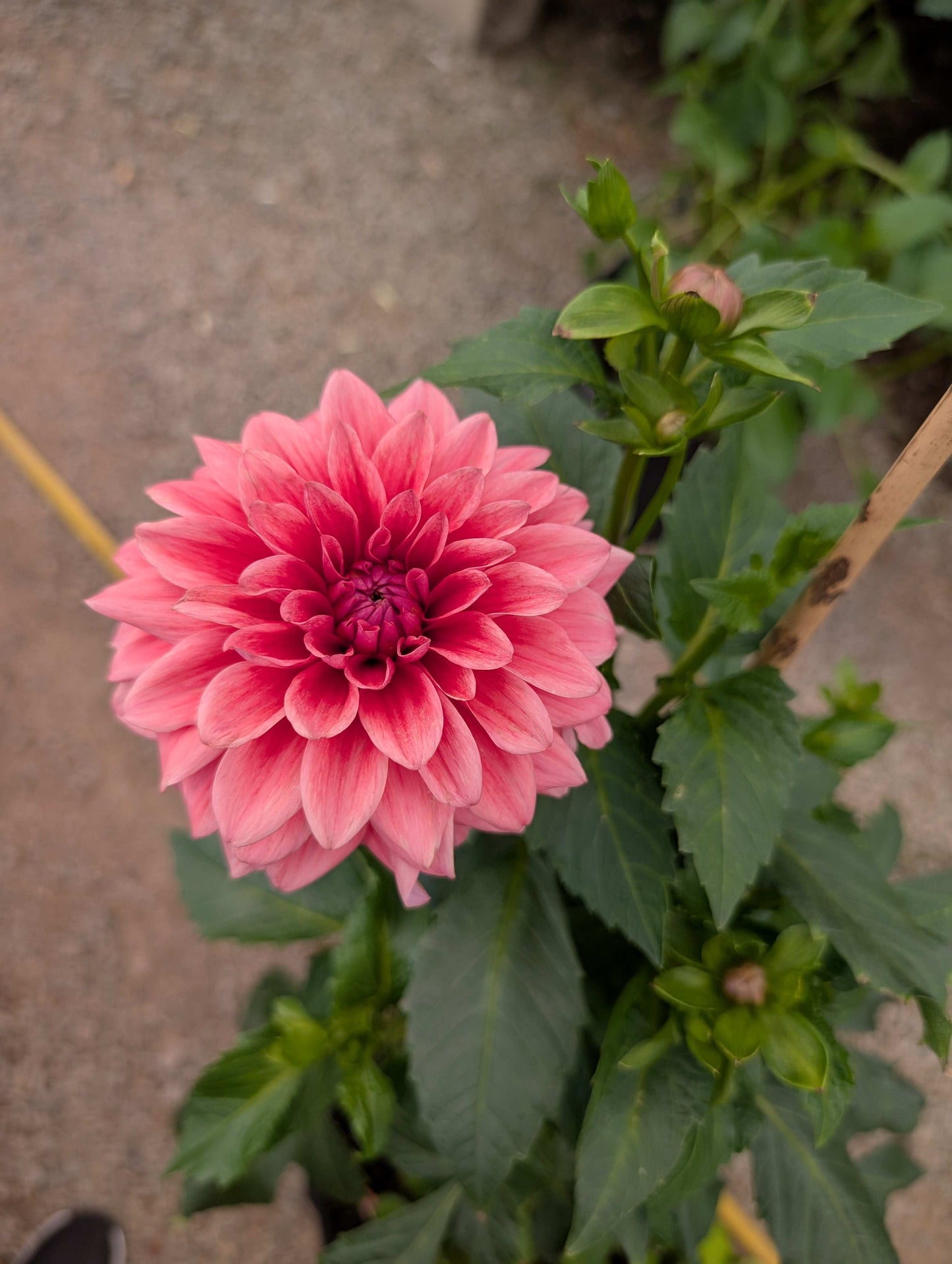 Bella Raimi (Rooted Cuttings)