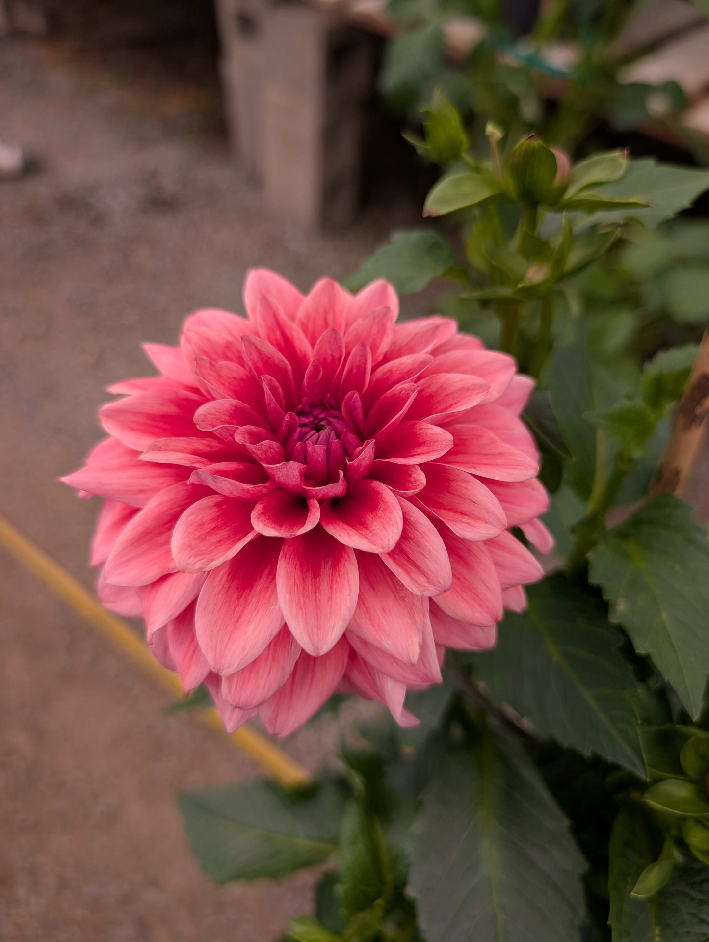 Bella Raimi (Rooted Cuttings)