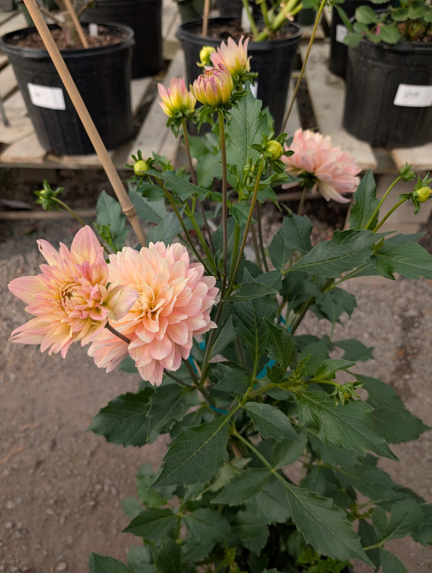 Burfoot Lotus (Rooted Cuttings)