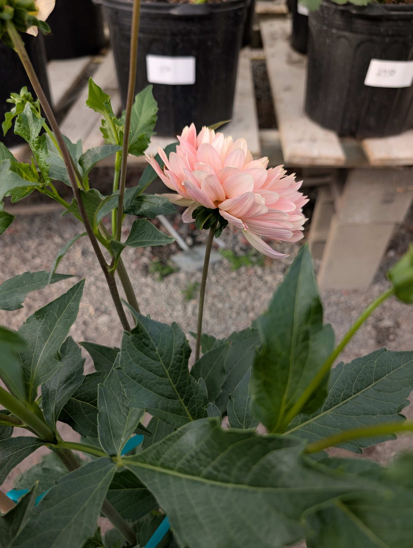 Burfoot Lotus (Rooted Cuttings)