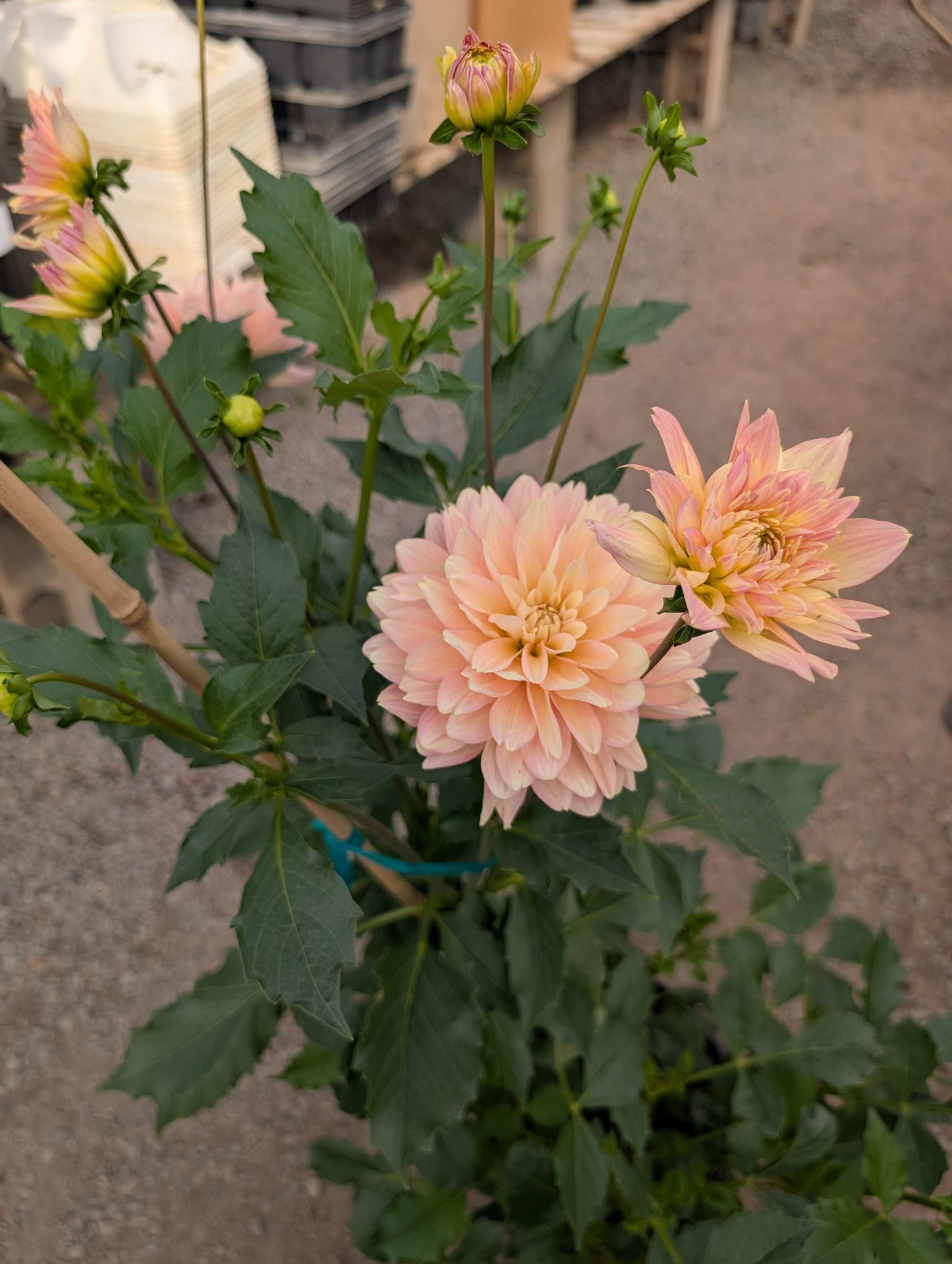 Burfoot Lotus (Rooted Cuttings)