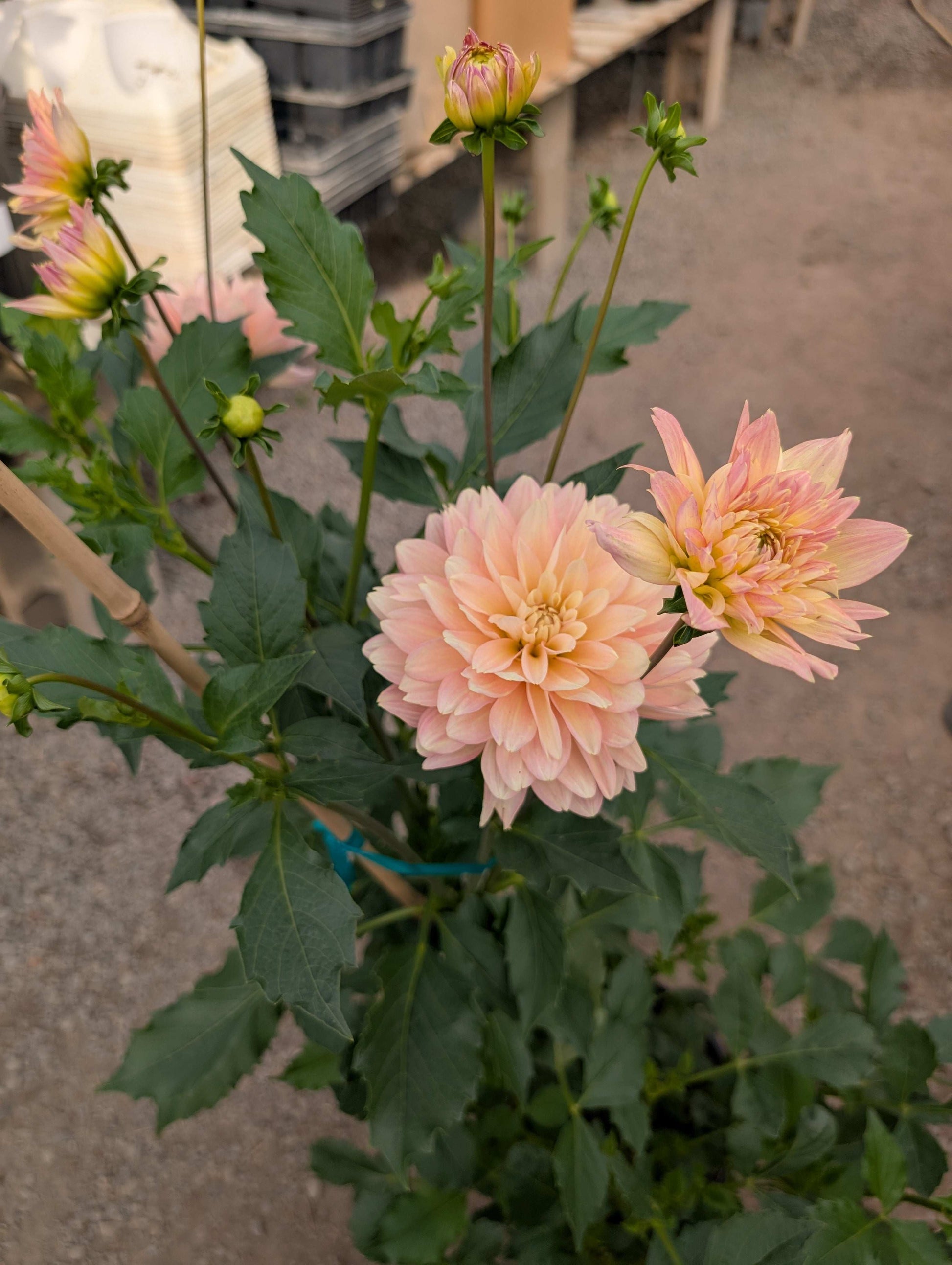 Burfoot Lotus (Rooted Cuttings)