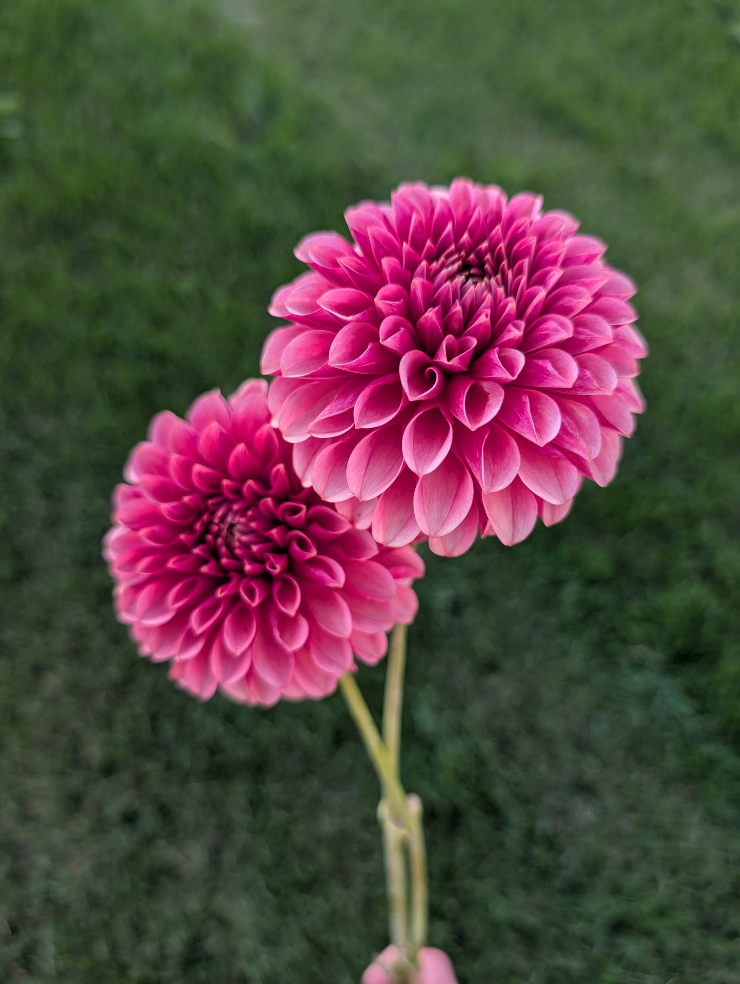 Levi's Blood Moon (Rooted Cuttings)