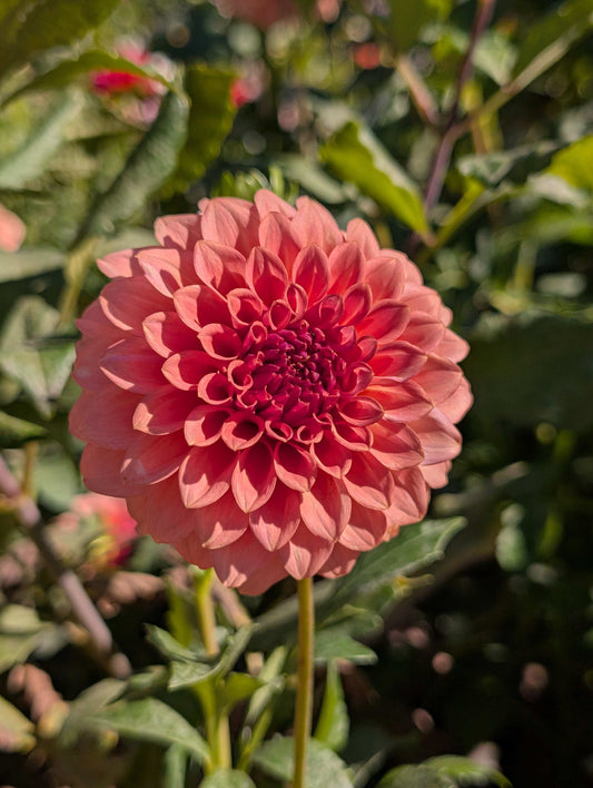 Levi's Blue Smoke (Rooted Cuttings)