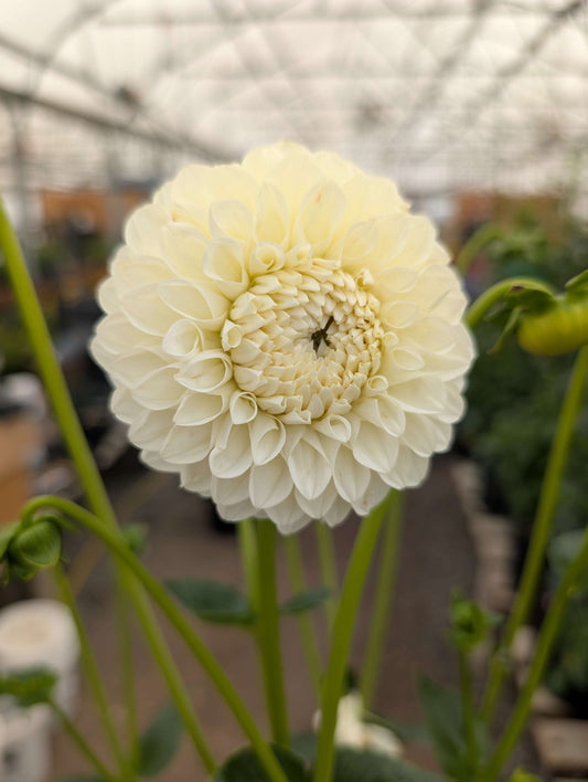 Boundary Snowflake (Rooted Cutting)