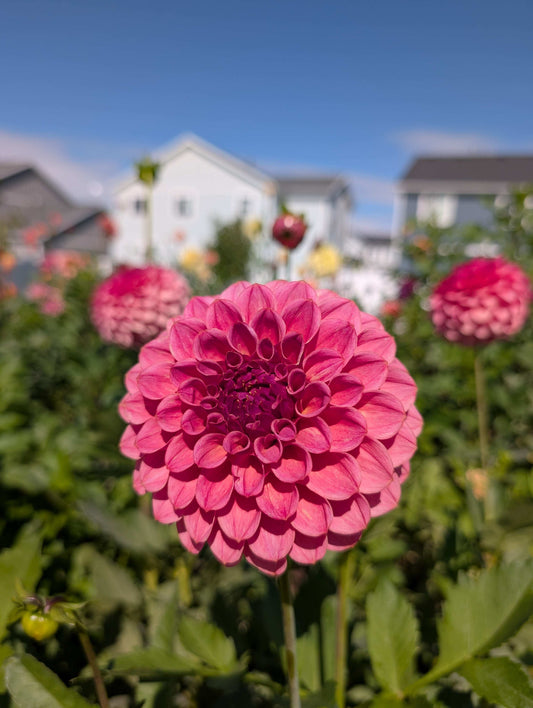 RM Mauvelous (Rooted Cuttings)