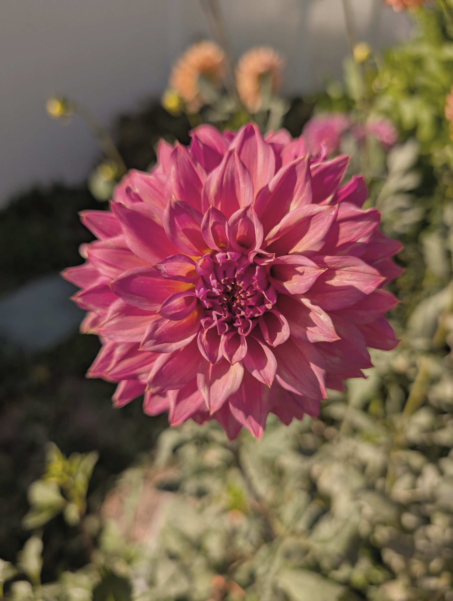 Bloomquist Innate (Rooted Cutting)