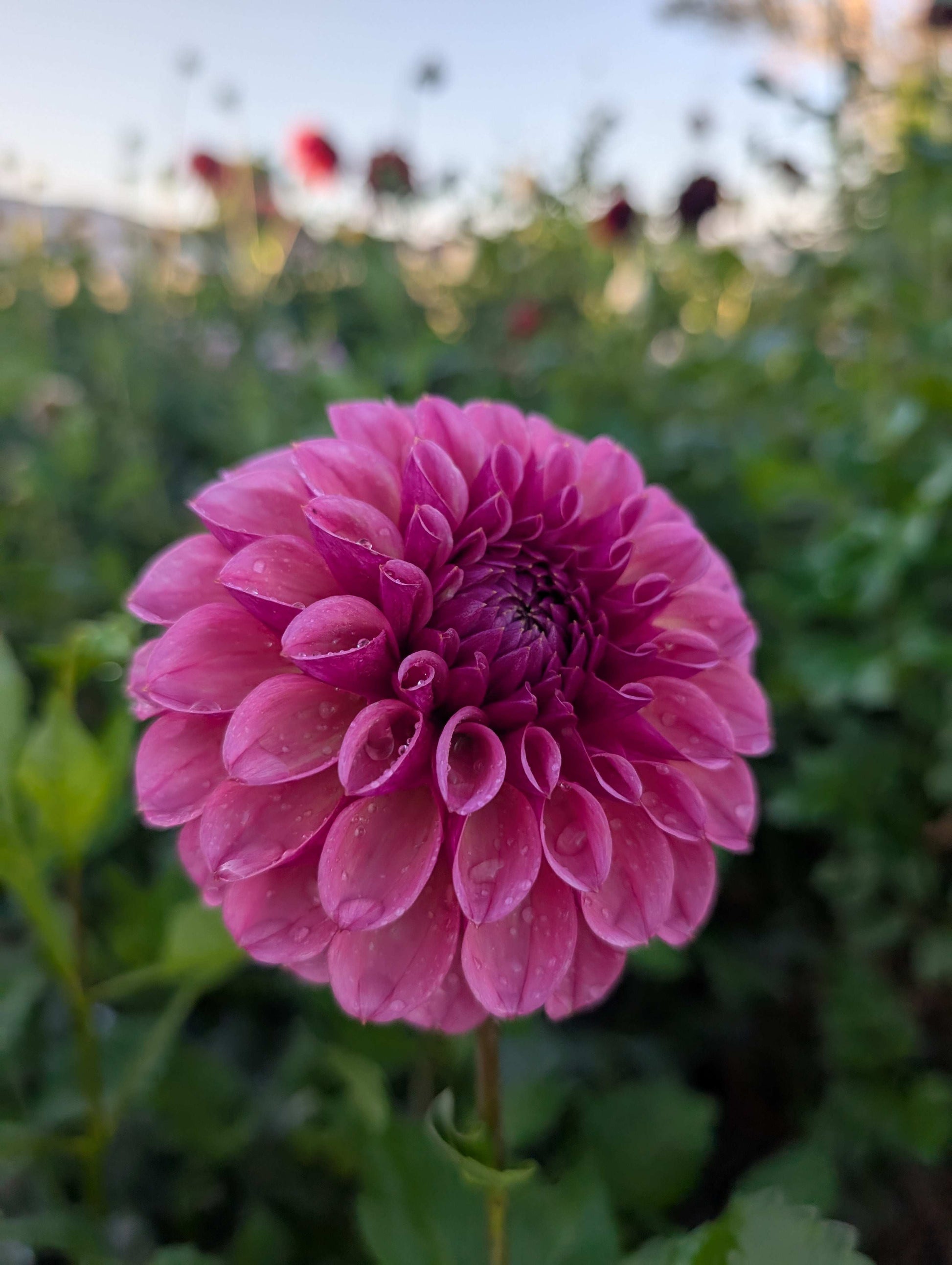 RM Berry Kiss (Rooted Cuttings)