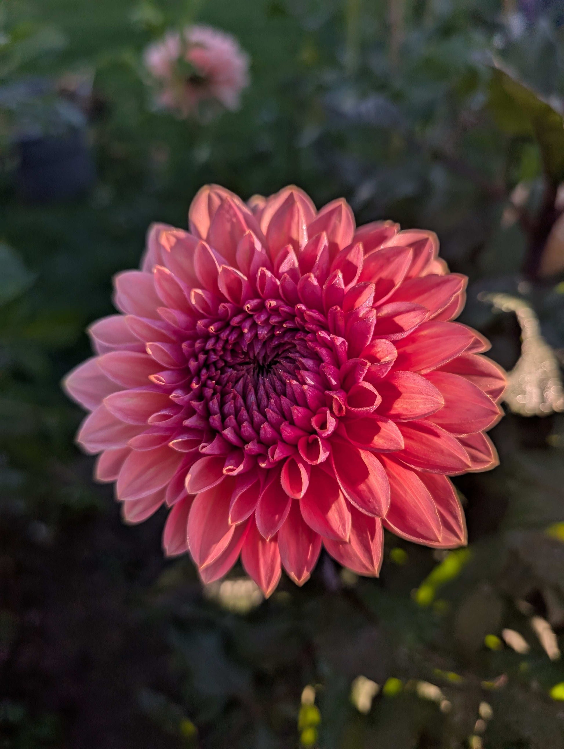 Sweet Sanne (Rooted Cutting)