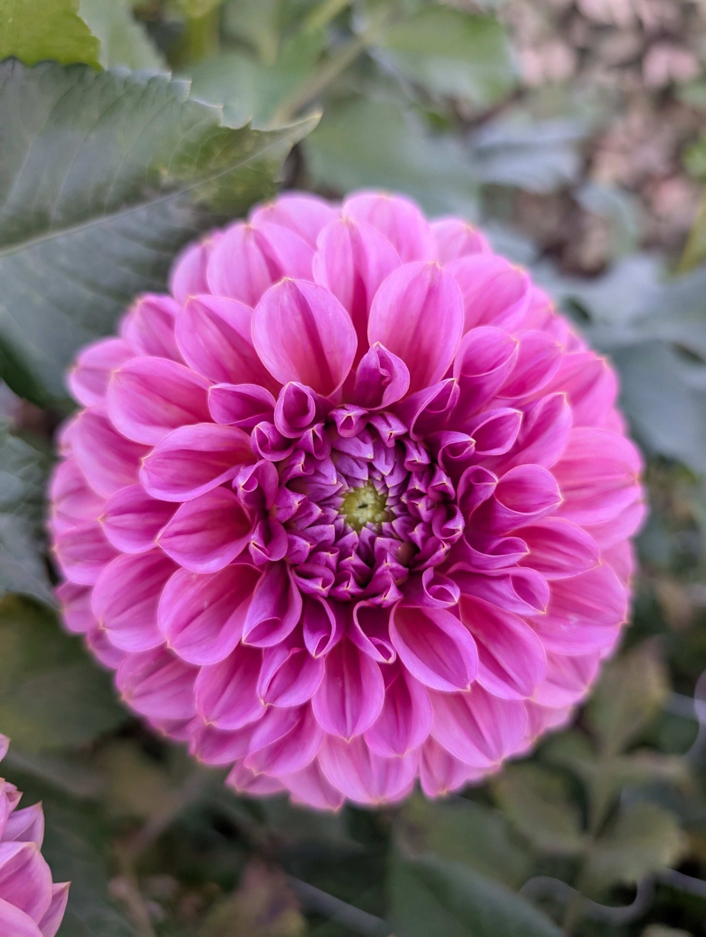 GC Pink Lemonade (Rooted Cutting)