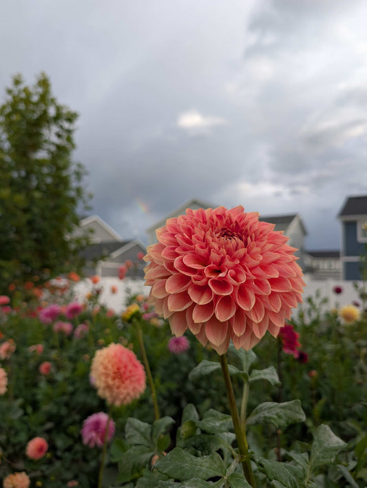 Lakeview Lady (Rooted Cutting)