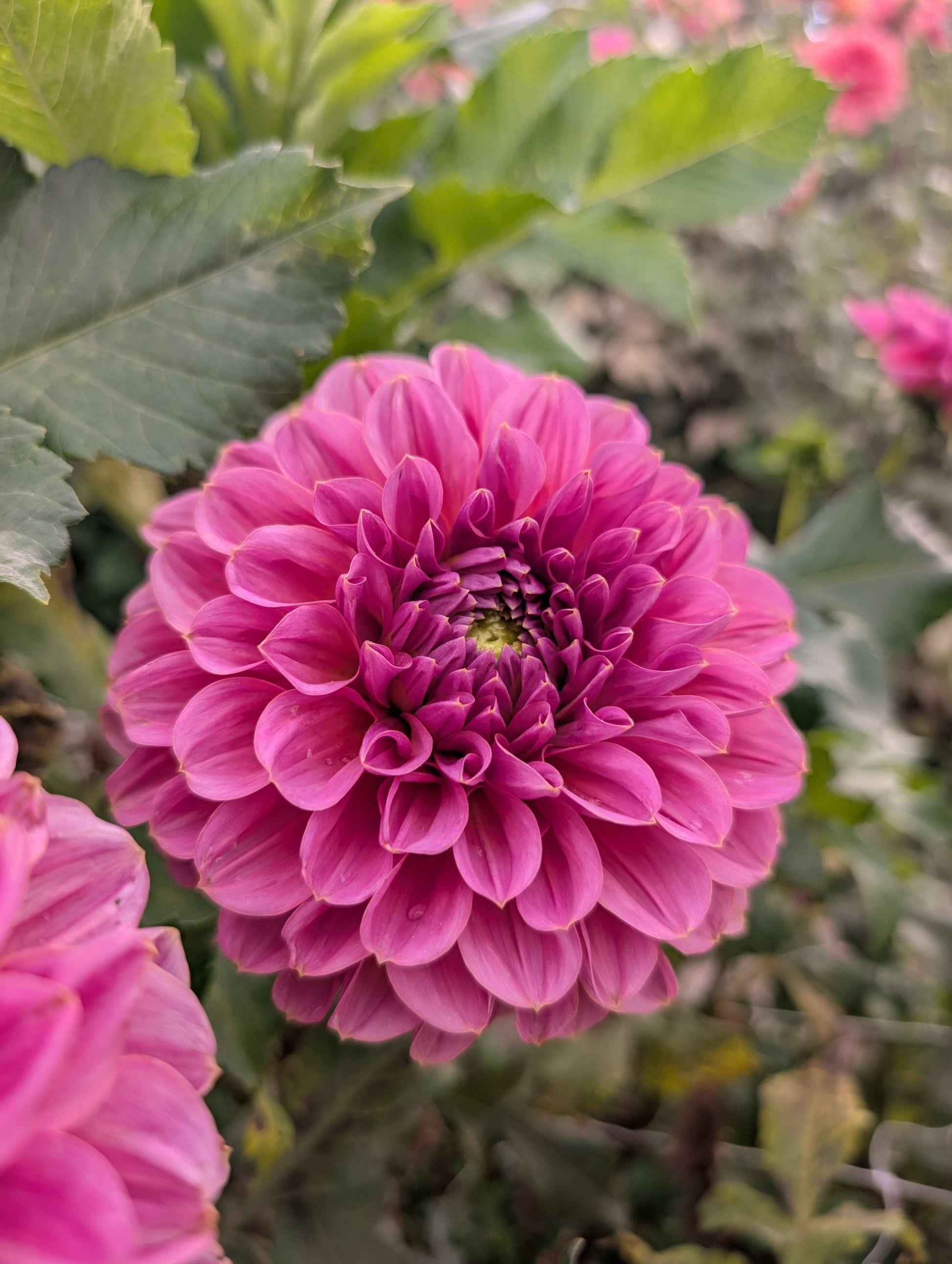 GC Pink Lemonade (Rooted Cutting)