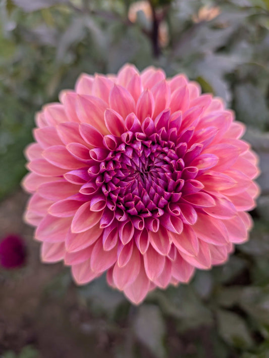 Sweet Sanne (Rooted Cutting)