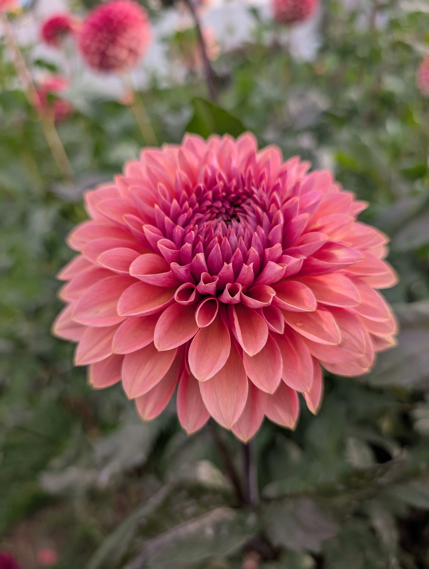 Sweet Sanne (Rooted Cutting)