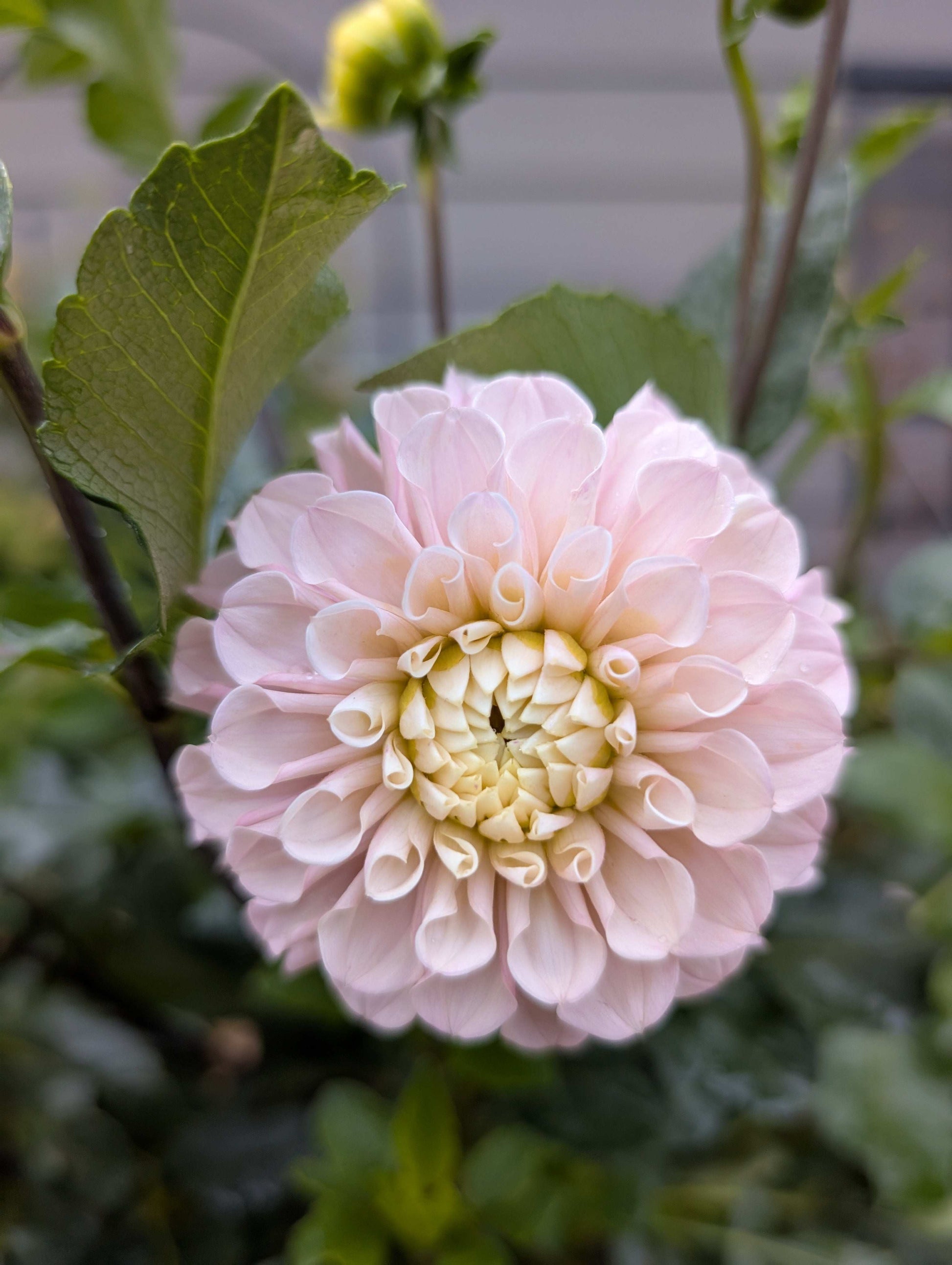 Levi's Revenant (Rooted Cuttings)