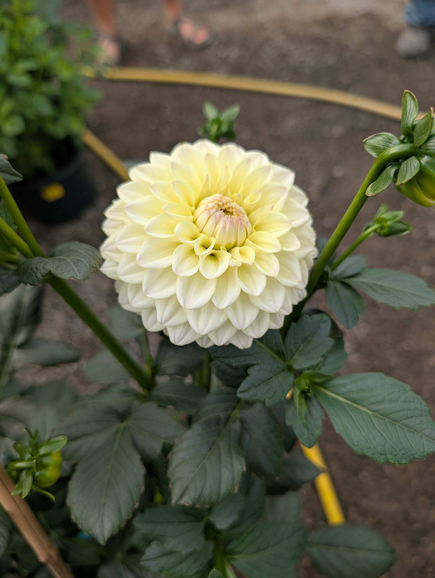 Rinco (Rooted Cutting)