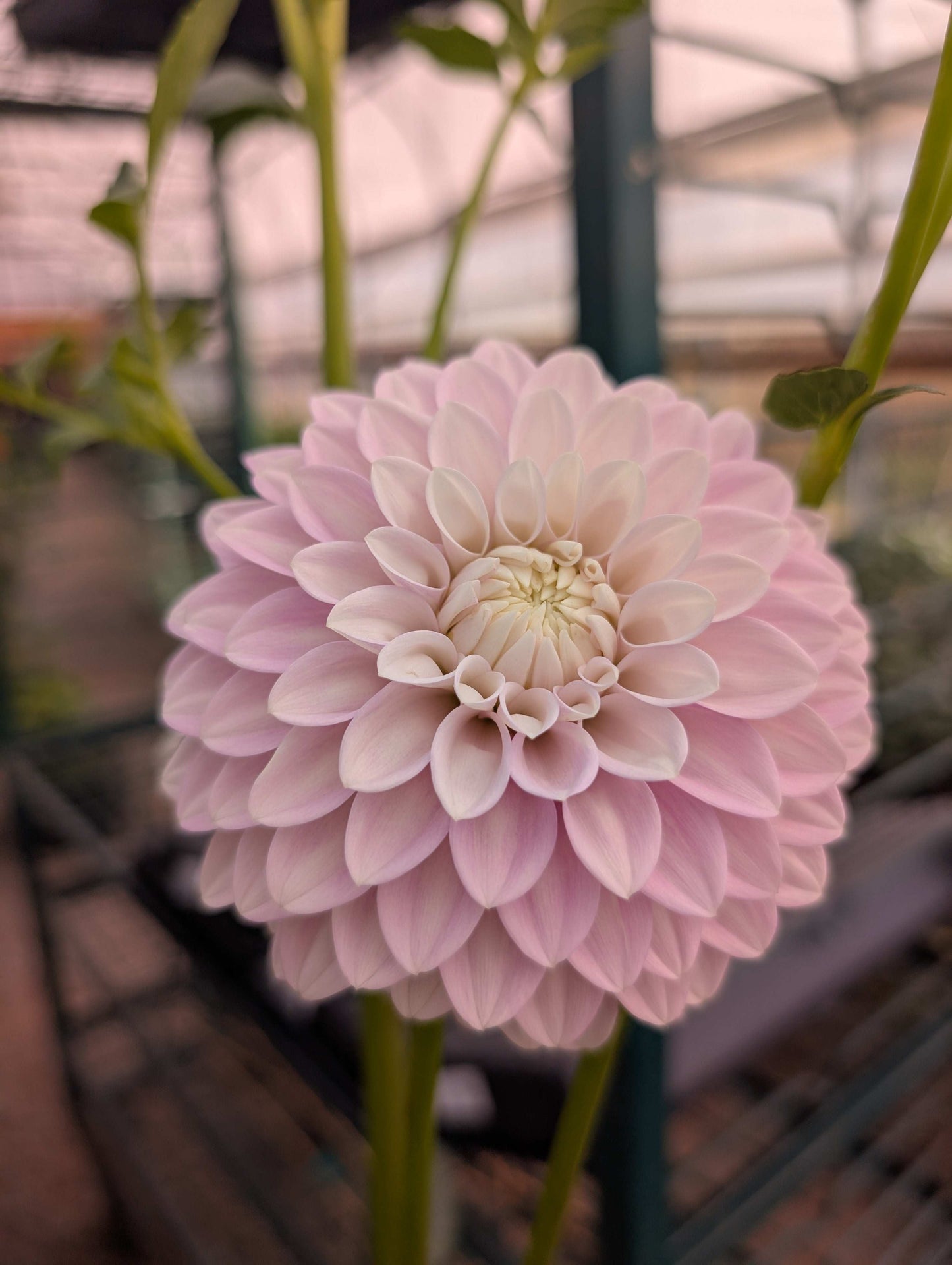 Bracken Joan (Rooted Cutting)