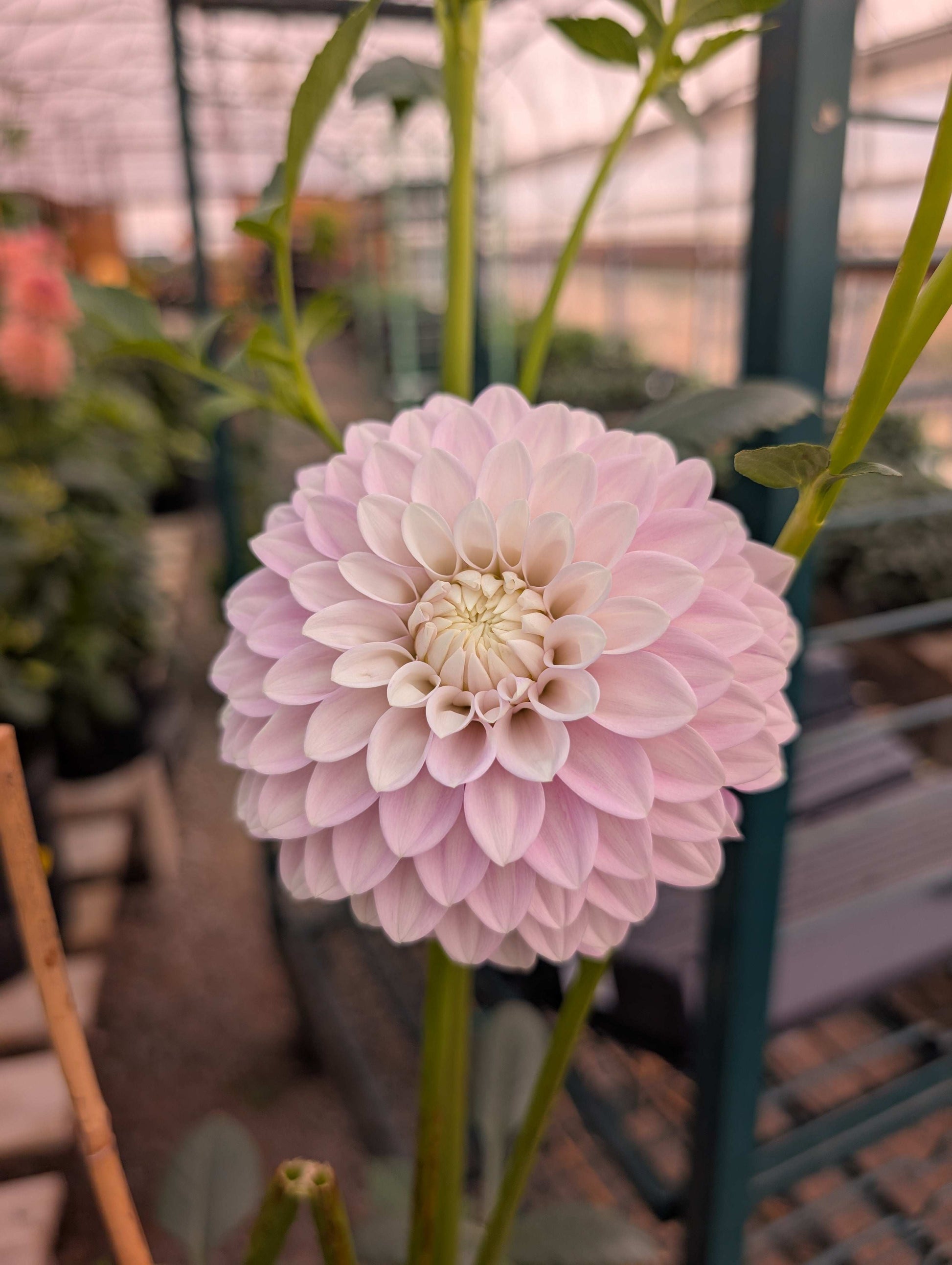 Bracken Joan (Rooted Cutting)